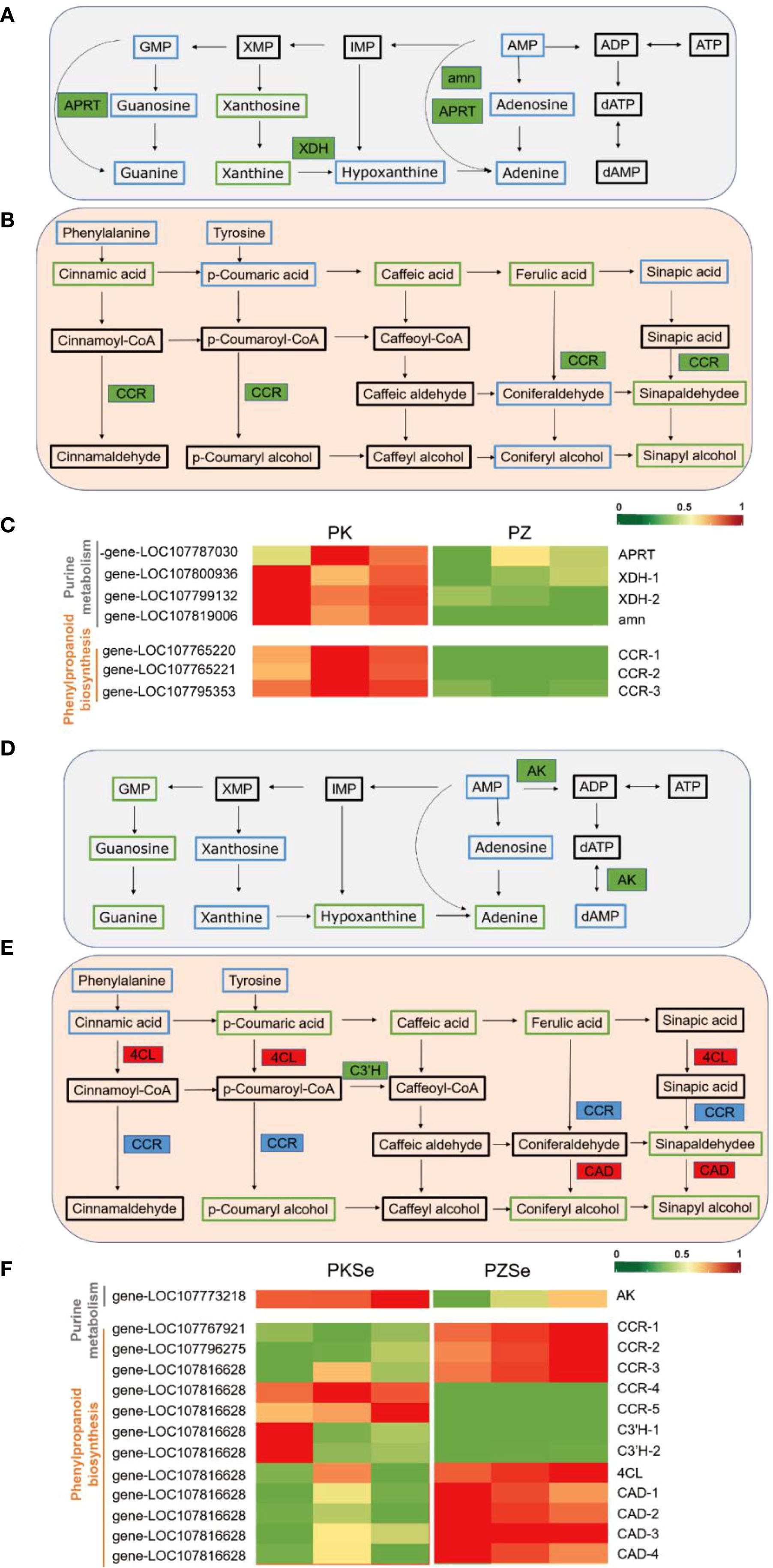 Chart depicting biochemical pathways and gene expression. Panels A and D illustrate biochemical pathways for purine metabolism and phenylpropanoid biosynthesis, showing conversions between compounds and enzyme involvement. Panels B and E present pathway diagrams with enzyme labels and arrows indicating metabolite transformations. Panels C and F contain heatmaps representing gene expression levels in PK, PZ, PKSe, and PZSe conditions, with a color gradient scale from red (low expression) to green (high expression). Pathways and heatmaps highlight gene and enzyme interactions within the specified metabolic processes.