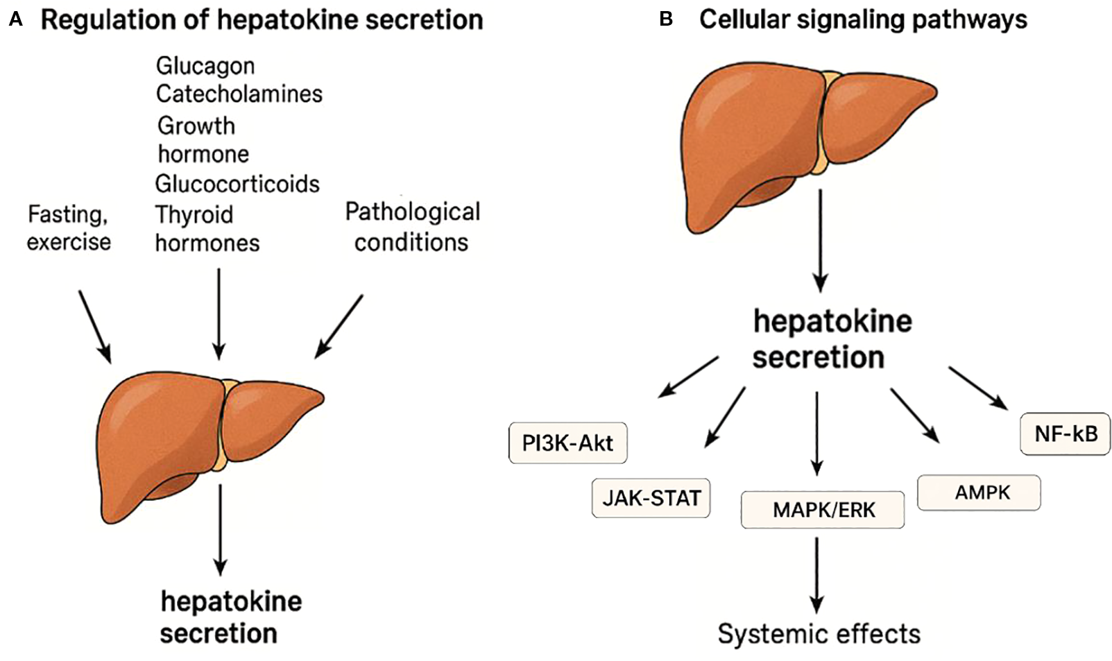 Diagram illustrating hepatokine secretion. Panel A shows regulation by glucagon, catecholamines, growth hormone, glucocorticoids, thyroid hormones, fasting, exercise, and pathological conditions, all pointing to hepatokine secretion. Panel B shows cellular signaling pathways, with hepatokine secretion leading to pathways: PI3K-Akt, JAK-STAT, MAPK/ERK, AMPK, and NF-kB, resulting in systemic effects.