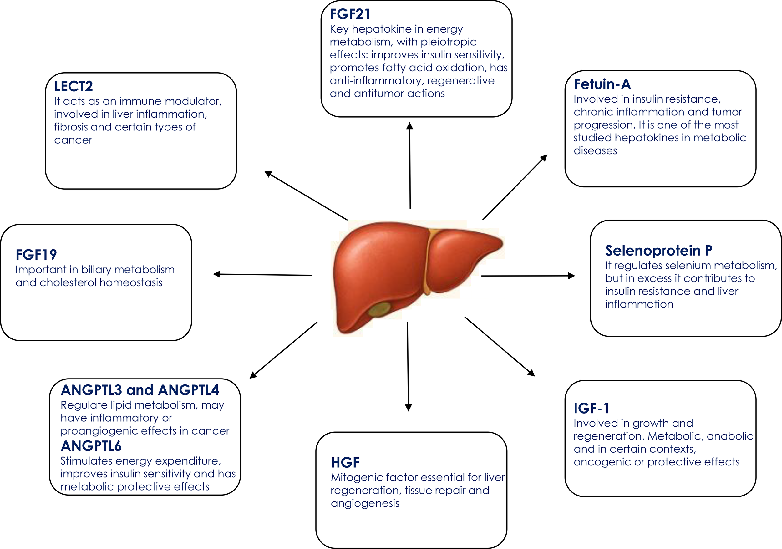 Illustration of a liver with eight surrounding boxes connected by arrows, each describing different proteins and their roles: LECT2, FGF21, Fetuin-A, Selenoprotein P, IGF-1, HGF, ANGPTL3/4/6, and FGF19. The descriptions highlight functions such as immune modulation, energy metabolism, insulin sensitivity, and more, emphasizing their involvement in metabolic processes and diseases.