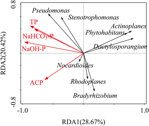 Ordination plot showing relationships between bacterial genera and environmental variables through RDA axes. Red arrows represent variables: TP, NaHCO₃-P, NaOH-P, and ACP. Black arrows indicate bacterial genera like Nocardioides and Stenotrophomonas. Axes RDA1 (28.67%) and RDA2 (20.42%) are labeled.