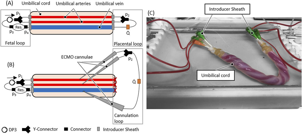 Diagram showing a cannulation setup. Panels A and B illustrate the setup without and with ECMO cannulae, Panel C is a labeled photograph of an umbilical cord within this setup.