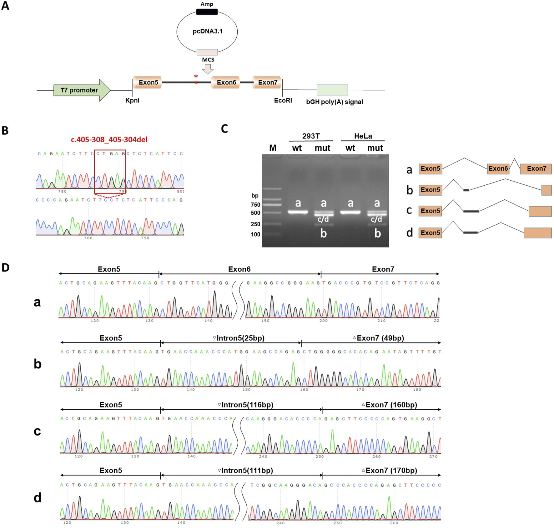 A schematic illustrating genetic analysis and sequencing. Panel A shows a vector map with T7 promoter, exons 5, 6, and 7, and relevant restriction sites. Panel B displays DNA sequencing chromatograms highlighting a deletion mutation (c.405-308_405-304del). Panel C shows a gel electrophoresis image comparing wild-type and mutant samples from 293T and HeLa cells, with a diagram indicating exon changes labeled a, b, c, and d. Panel D presents sequencing chromatograms of four different exon-intron configurations, displaying specific nucleotide sequences and size changes in exons and introns.