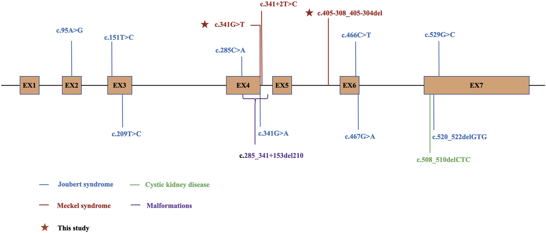 Diagram of gene mutations linked to various syndromes. Exons labeled EX1 to EX7 are shown. Mutations are indicated above each exon: blue for Joubert syndrome, green for cystic kidney disease, red for Meckel syndrome, and purple for malformations. Red stars denote mutations from this study.