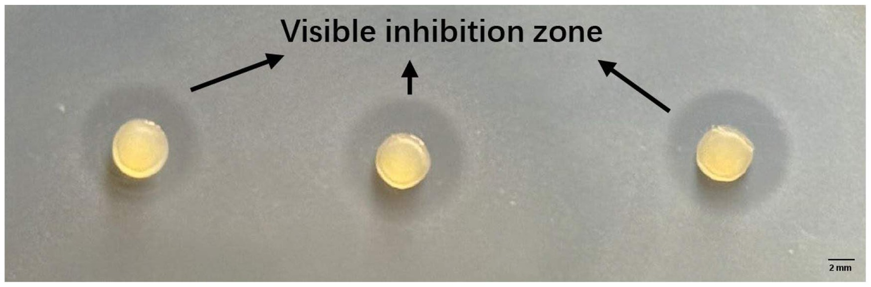 Three circular discs on a surface with clear zones surrounding them, indicating visible inhibition zones. Arrows point to these zones. A scale shows 2 millimeters for reference.