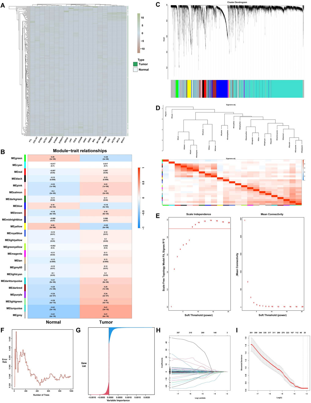ML for the selection of potential hub genes in GC. (A) Complex heatmap comparing differential gene expression between GC and normal groups. (B) Module–trait heatmap showing characteristic genes of ME modules linked to GC; red denotes positive and blue negative correlations with samples. (C) Gene clustering dendrogram based on the dissimilarity measure (1-TOM). (D) Dendrogram clustering ME modules. (E) Curves of scale-free topology fit and mean connectivity across soft-thresholding powers (β). (F) Ten-fold cross-validated random forest error rates versus tree number. (G) Gene importance distribution. (H) LASSO coefficient plot. (I) LASSO model validation results.