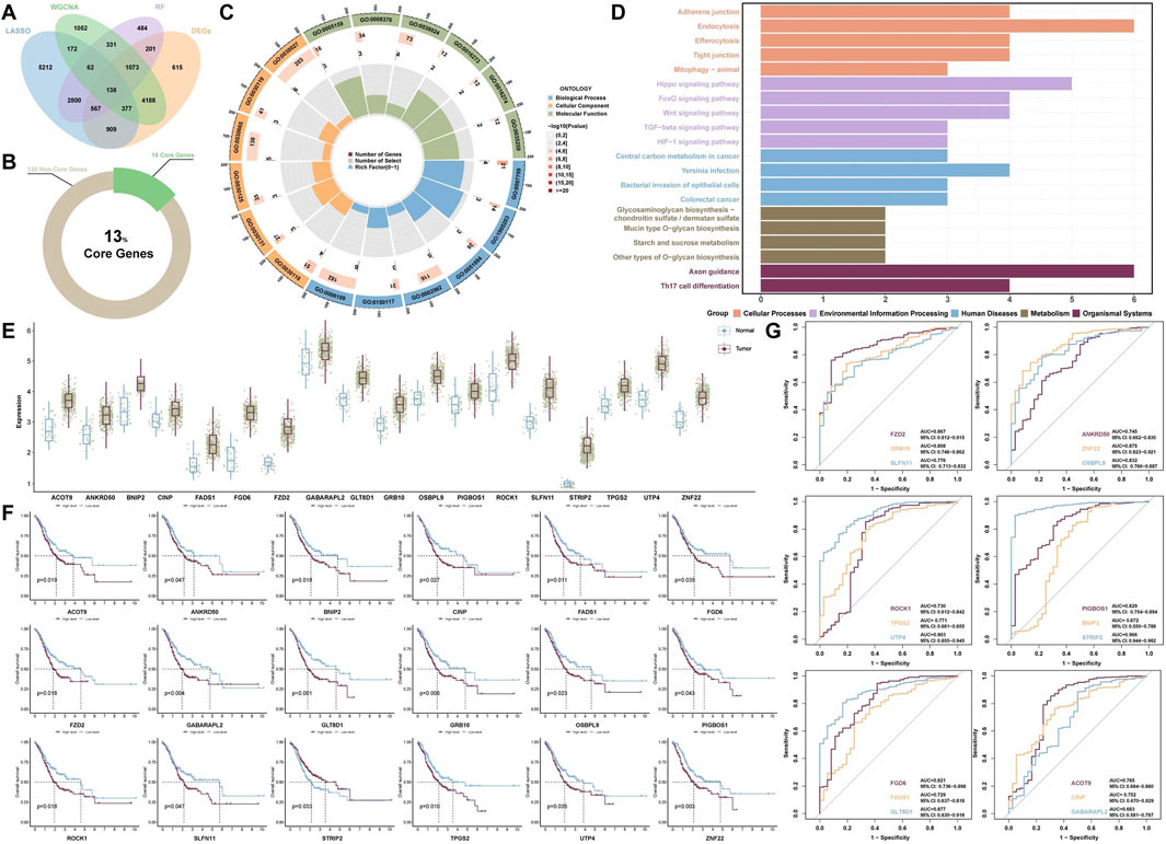 A scientific figure composed of multiple panels:A) Venn diagram showing the overlap of genes across four different methods.B) Donut chart highlighting thirteen core genes.C) Circular plot illustrating enriched gene ontologies.D) Bar chart displaying pathways with differentially expressed genes.E) Box plots comparing gene expression in normal and tumor samples for selected genes.F) Kaplan-Meier survival curves for various genes indicating potential prognostic significance.G) Receiver Operating Characteristic (ROC) curves assessing the diagnostic performance of specific genes.