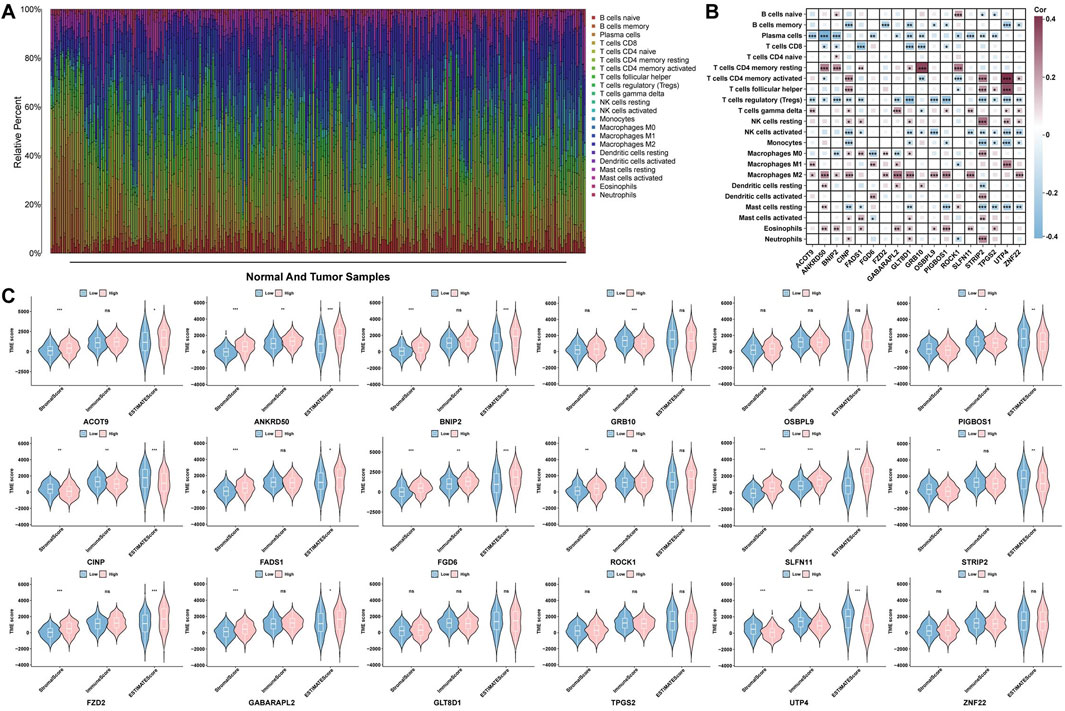 Graph A shows a stacked bar chart representing the relative percentage of various immune cells in normal and tumor samples, using different colors. Chart B is a heatmap illustrating the correlation between immune cell types and genes, with varying color intensities indicating correlation strength. Graph C displays multiple violin plots comparing low and high expression levels of specific genes in normal versus tumor samples, highlighting differences in gene expression.