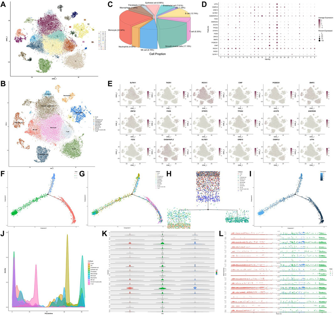 A series of scientific data visualizations depicting cell analysis. Panel A and B show UMAP plots with clusters of different cell types. Panel C presents a pie chart of cell proportions. Panel D features a dot plot for gene expression. Panel E displays multiple smaller UMAP plots for specific genes. Panels F, G, and I show trajectory plots of cell differentiation. Panel H contains a heatmap of gene expression. Panel J is a density plot of pseudotime. Panel K shows violin plots for gene expression distribution. Panel L features line plots of expression across pseudotime, illustrating several stages of cell analysis.
