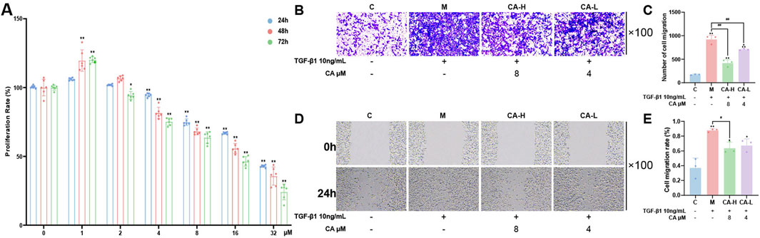 CA inhibits the migration and invasion of MKN-45 cells. (A) CCK-8 assay showing the effects of different concentrations of CA on cell viability (N=6). (B–C) Transwell assays assessing the effects of 8 μM and 4 μM CA on cell migration and quantitative analysis (N=3). (D–E) Wound healing assays evaluating the impact of CA on cell invasion (N=3). Compared with the group C, * p < 0.05, ** p < 0.01. Compared with the group M, #p < 0.05, ##p < 0.01. Compared with the group CA-H, ▲p < 0.05.