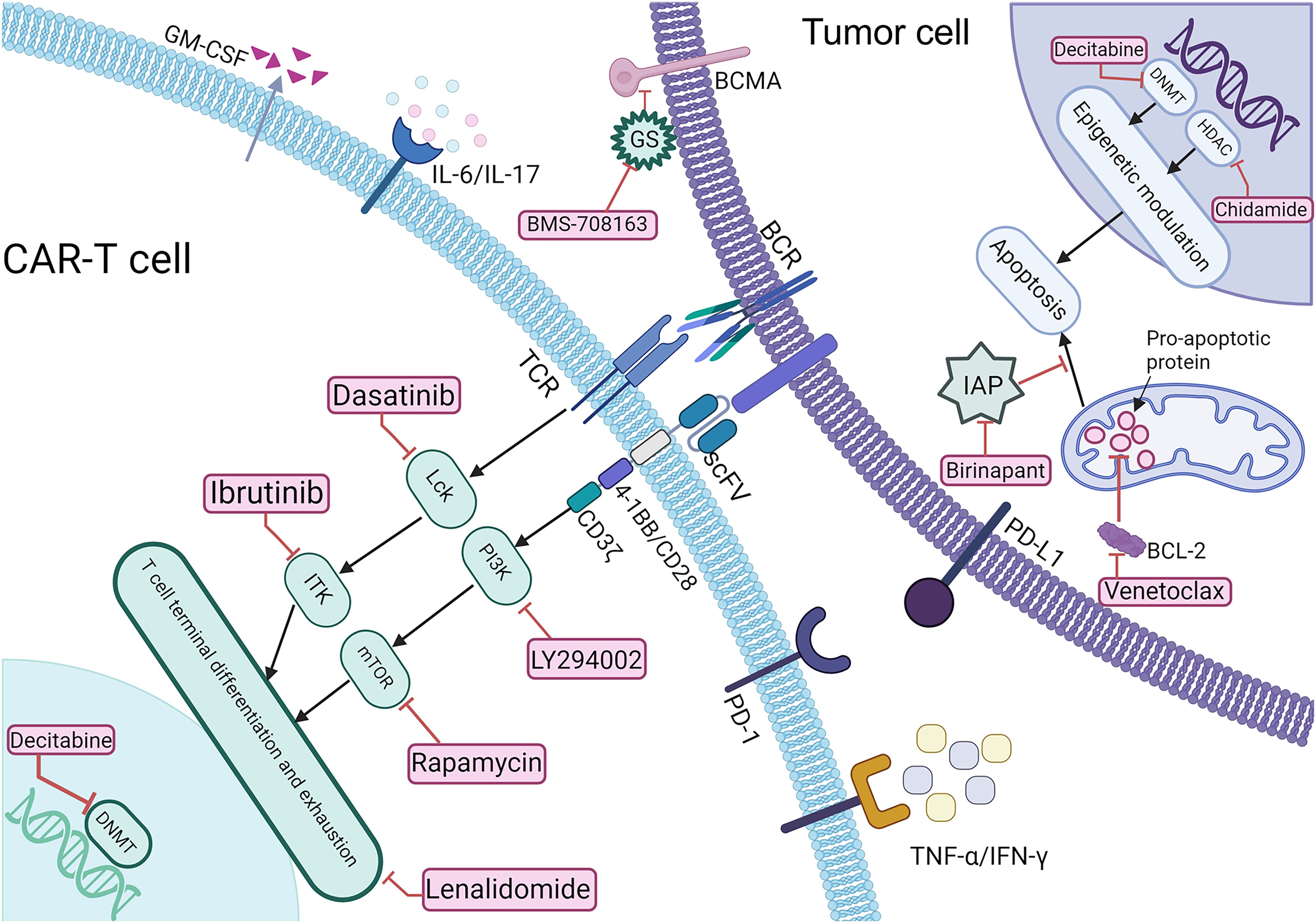 Diagram illustrating interactions between CAR-T cells and tumor cells, highlighting various proteins, pathways, and drug targets. It shows CAR-T cell receptors interacting with tumor cell markers. Inhibitors like Ibrutinib and Dasatinib act on signaling pathways within the CAR-T cell. Tumor cell modulation is affected by drugs like Venetoclax and Decitabine. Apoptosis pathways are modulated by specific inhibitors shown in the tumor cell section.
