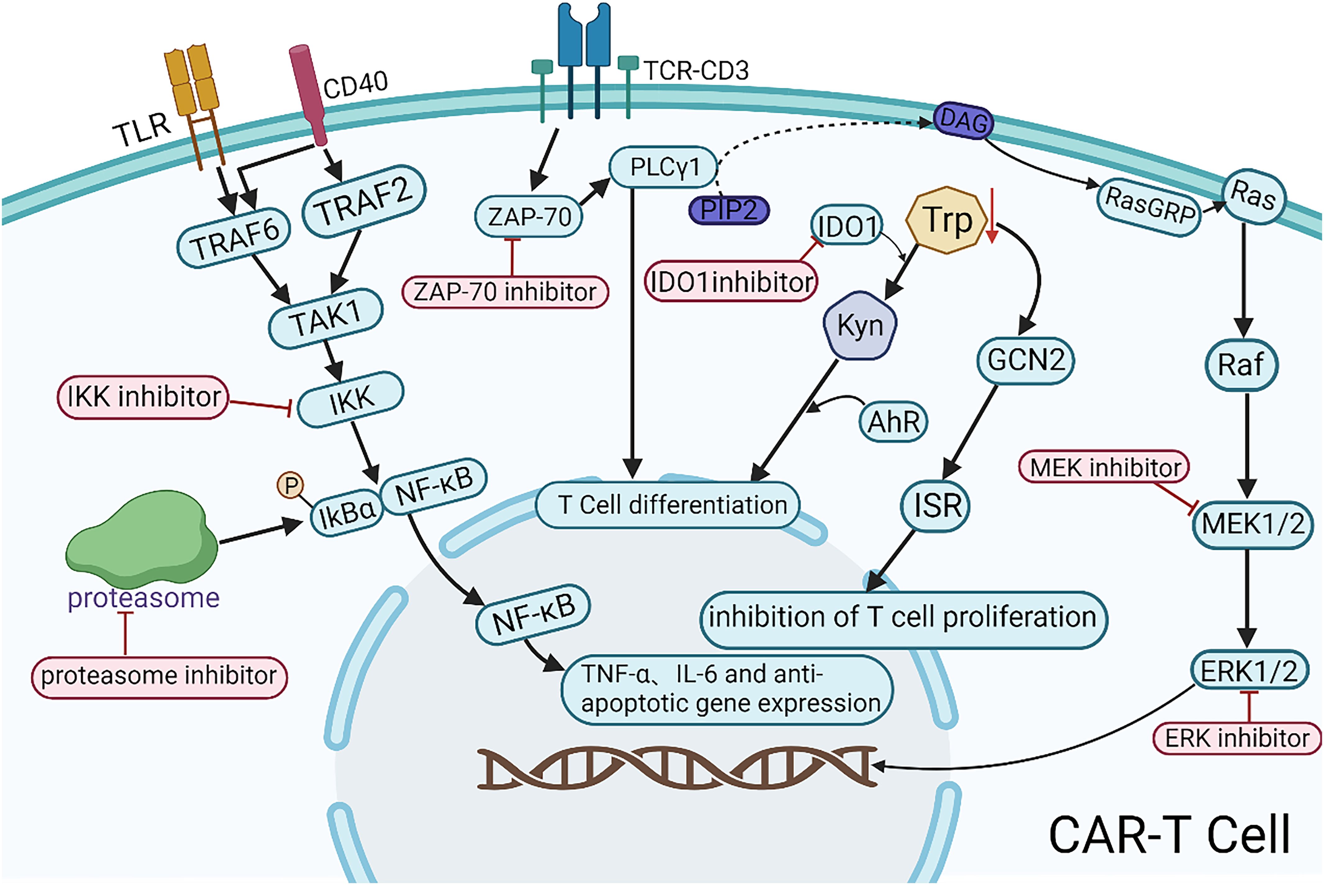 Diagram illustrating signaling pathways in CAR-T cells, showing various interactions and inhibitors. Key elements include TLR and CD40 receptors, TRAF6/TRAF2 pathways, ZAP-70, PLCγ1, and NF-κB signaling. Inhibitors such as IKK, ZAP-70, IDO1, MEK, and ERK are highlighted. The diagram depicts processes like T cell differentiation and inhibition of proliferation.