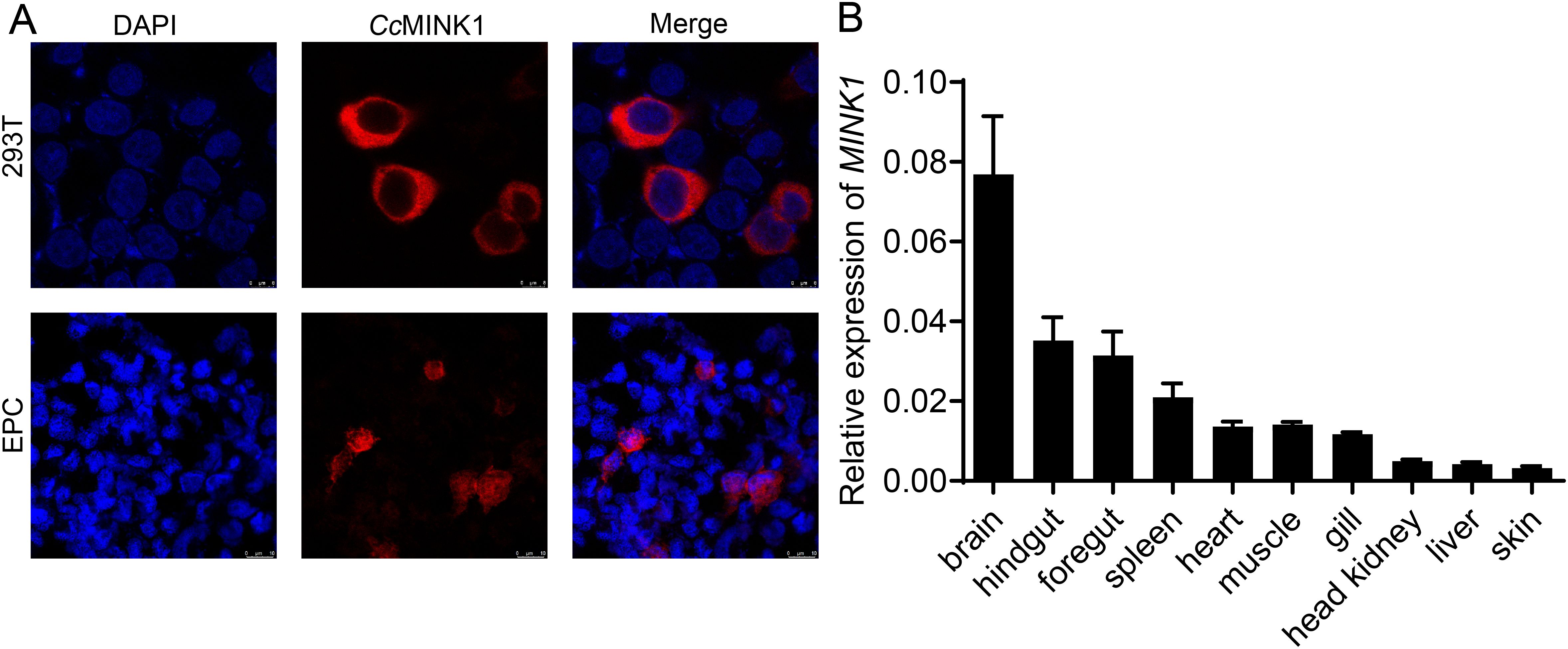Panel A shows immunofluorescence images of 293T and EPC cells stained with DAPI (blue) and CcMINK1 (red), with merged images displaying both stains. Panel B is a bar graph depicting the relative expression levels of MINK1 in different tissues, with the highest expression in the brain and varied levels in hindgut, foregut, spleen, heart, muscle, and lower in other tissues like liver and skin.