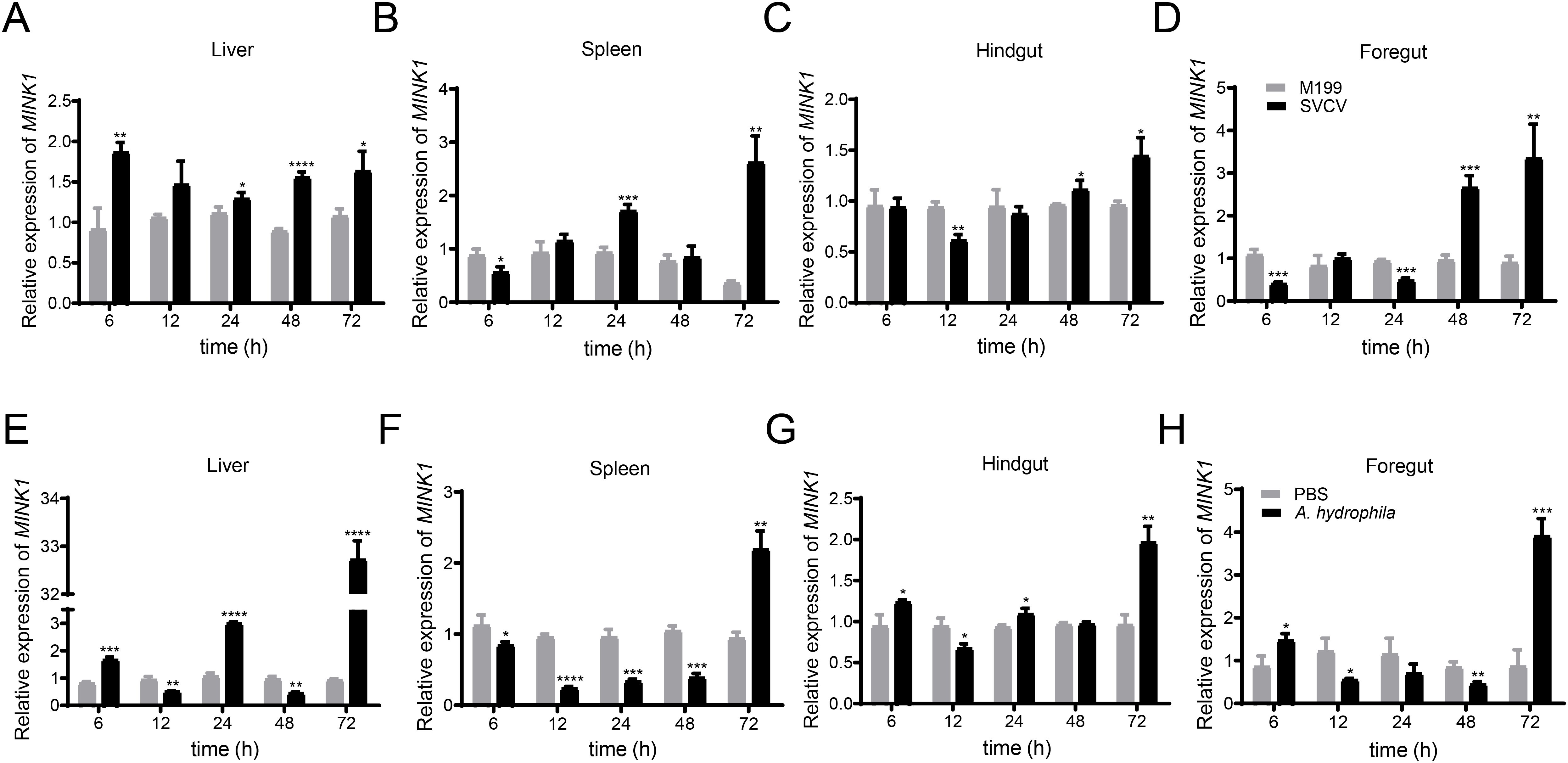 Bar graphs show the relative expression of MINK1 in different tissues over time: liver (panels A and E), spleen (panels B and F), hindgut (panels C and G), and foregut (panels D and H). Two different treatments are compared: M199 vs. SVCV (upper row) and PBS vs. A. hydrophila (lower row). Expression levels are measured at 6, 12, 24, 48, and 72 hours, with significant differences indicated by asterisks. Each chart shows varying expression patterns based on time and treatment.