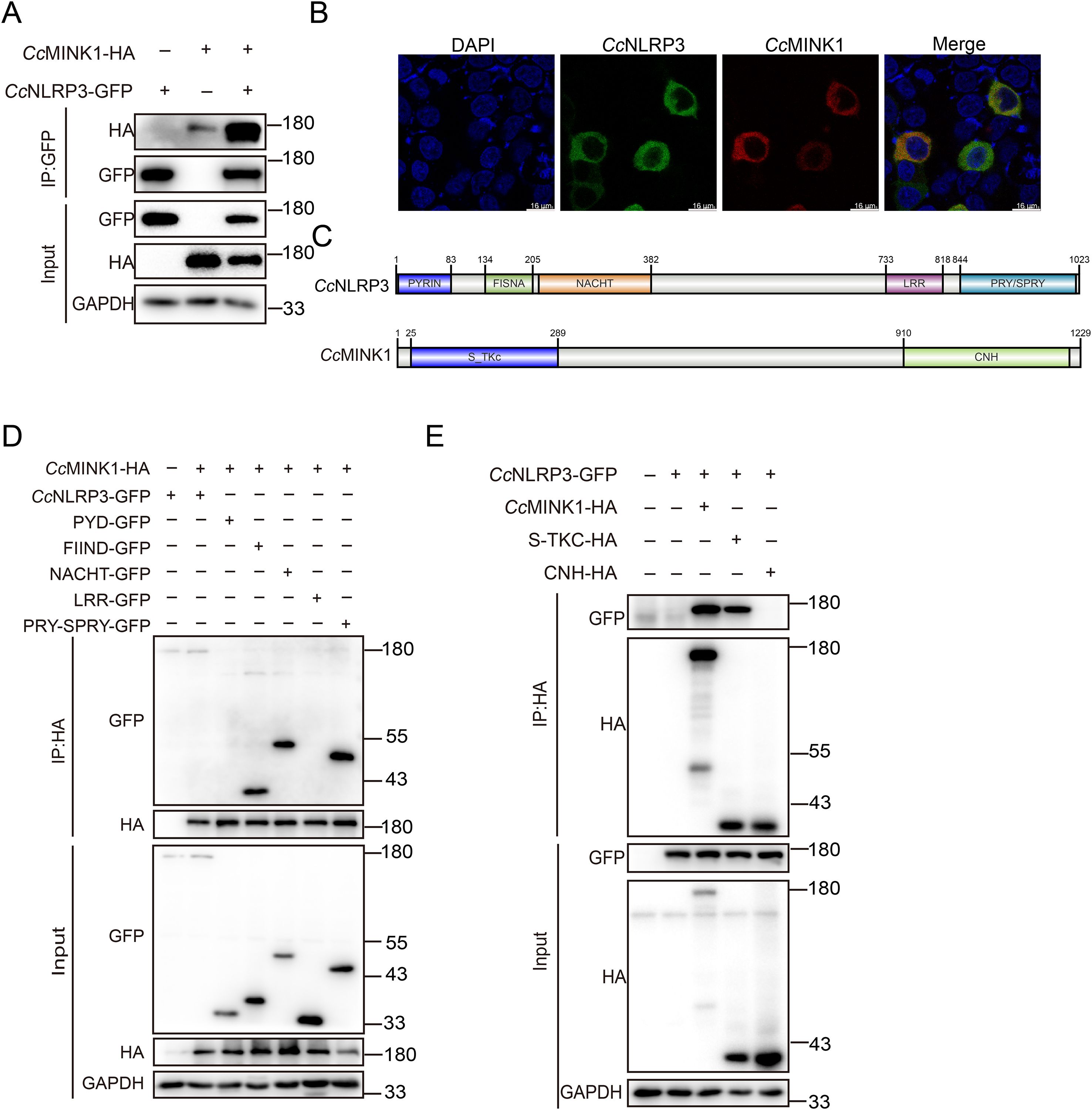 Composite image showing experimental data panels. Panel A displays a Western blot for CcMINK1-HA and CcNLRP3-GFP with input controls. Panel B presents immunofluorescence images with DAPI, CcNLRP3, and CcMINK1 staining and merged results. Panel C illustrates domain structures of CcNLRP3 and CcMINK1. Panel D shows Western blot results for interactions between CcMINK1-HA and various GFP-tagged domains. Panel E displays Western blot results for interactions between CcNLRP3-GFP and CcMINK1 components. Each panel includes molecular weight markers.