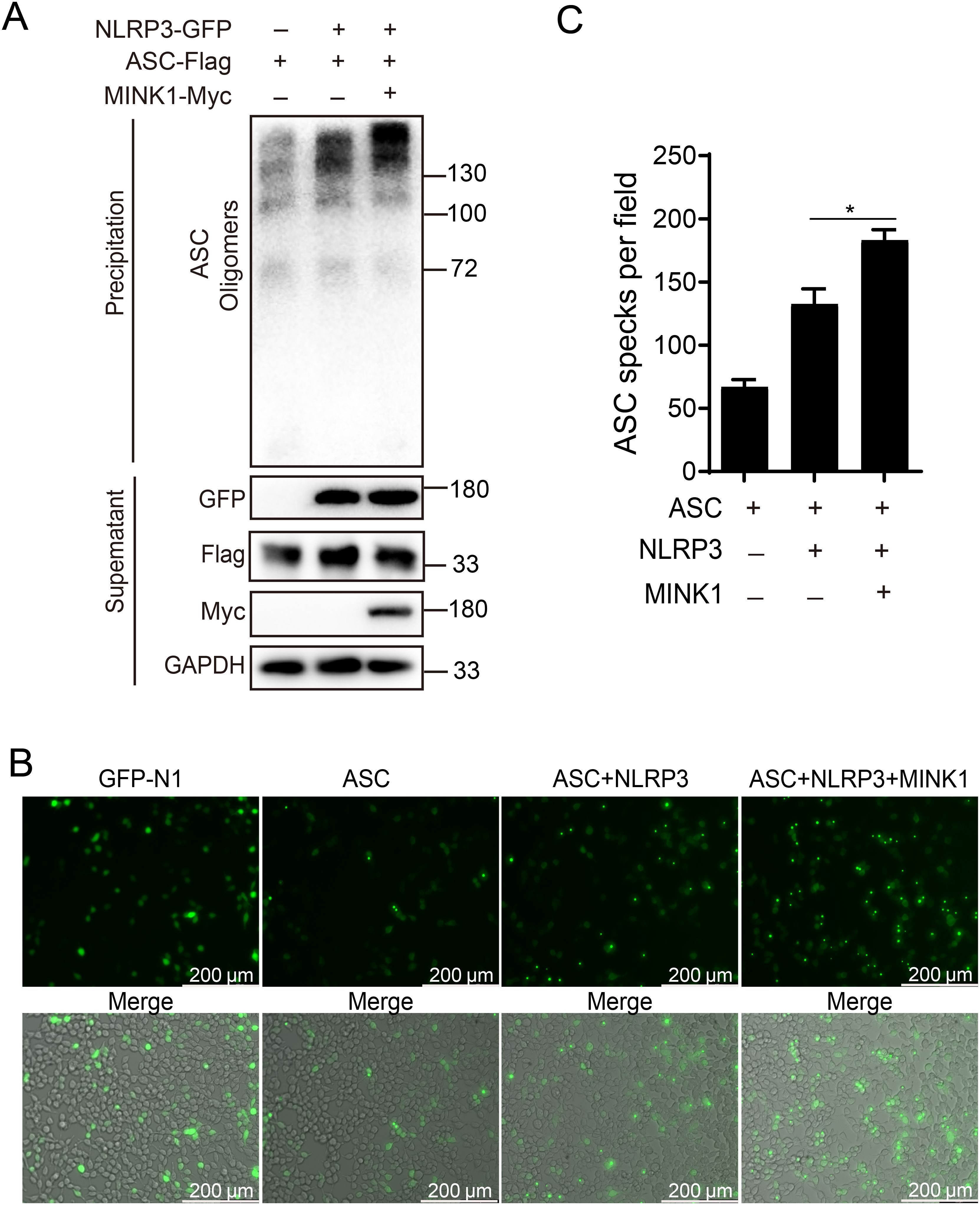 Figure showing three panels: (A) Western blot results with labels indicating the presence of NLRP3-GFP, ASC-Flag, and MINK1-Myc, displaying ASC oligomers and various protein bands. (B) Fluorescent microscopy images of GFP, showing different conditions: GFP-N1, ASC, ASC+NLRP3, and ASC+NLRP3+MINK1, with corresponding merged images below. (C) Bar graph depicting ASC specks per field across different conditions, with a significant increase in the condition including MINK1.