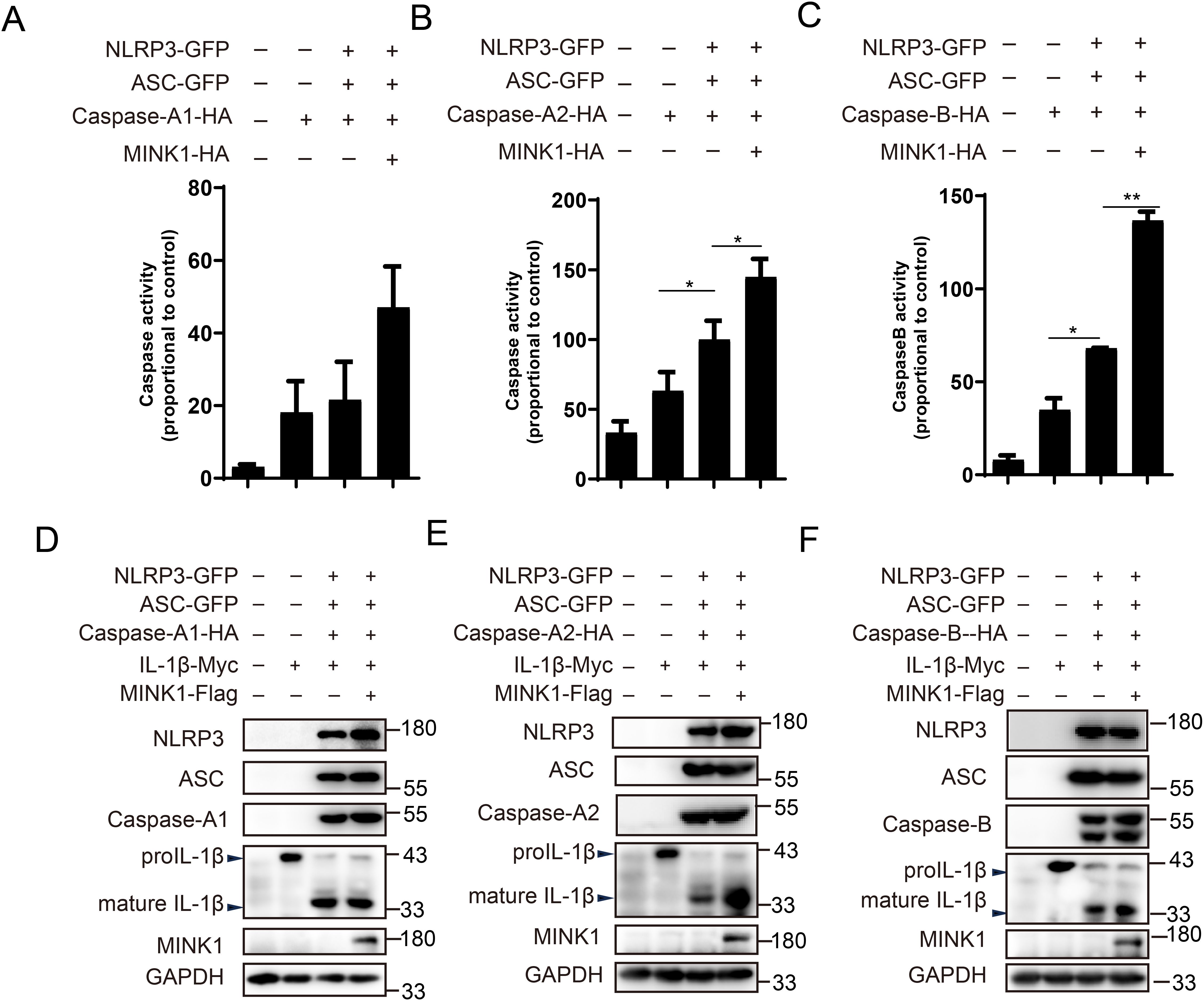 Graphs and Western blot analyses depict the effect of different protein combinations on caspase activity and protein levels. Panels A, B, and C show bar graphs of caspase activity with variable conditions of NLRP3, ASC, and different caspases with MINK1. Panels D, E, and F display Western blots for proteins including NLRP3, ASC, various caspases, IL-1β, MINK1, and GAPDH under similar conditions, highlighting changes in protein expression.