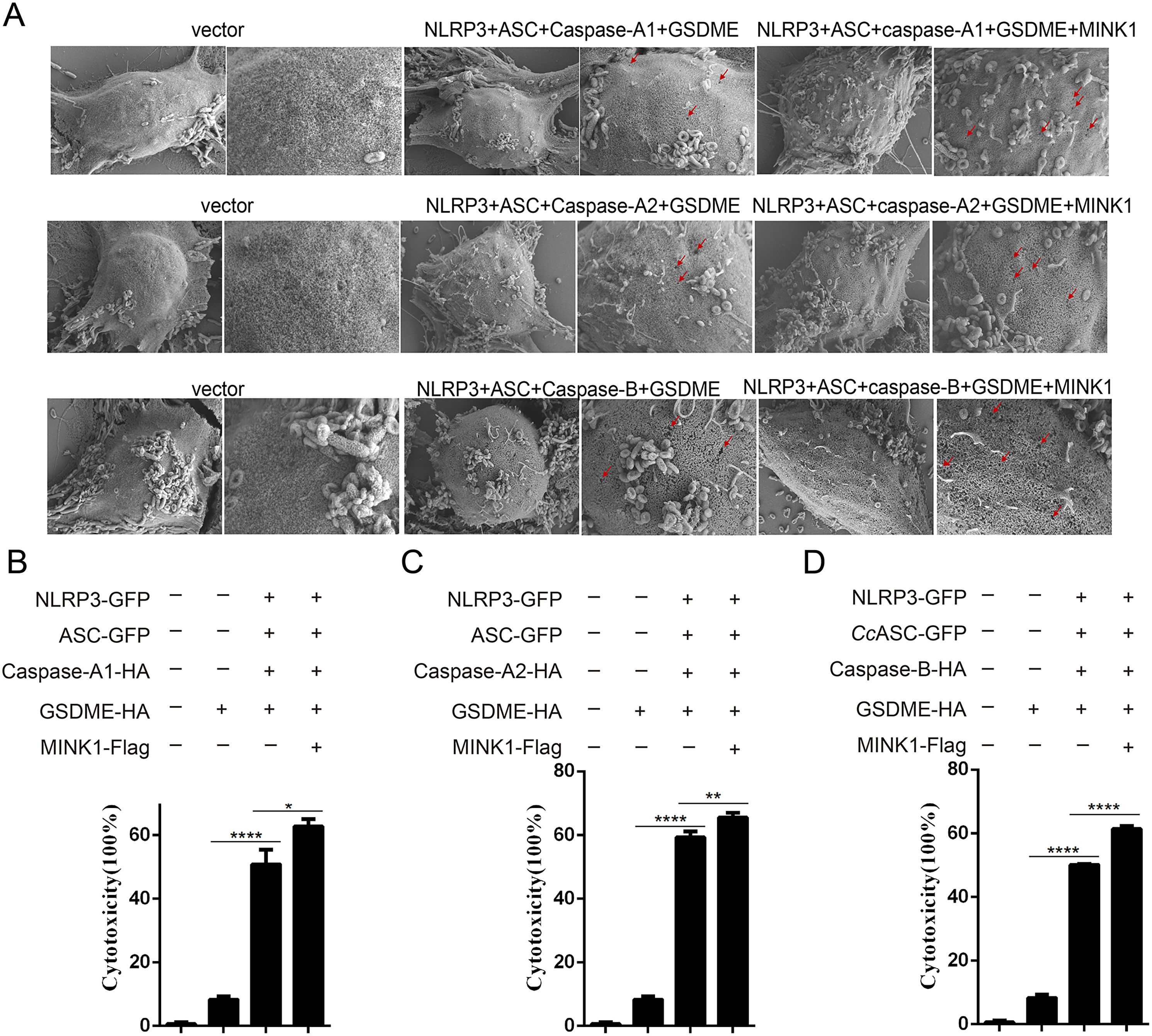 SEM images of cellular structures with variations in components like NLRP3, ASC, Caspase, GSDME, and MINK1. Panels B, C, D show bar graphs illustrating cytotoxicity levels under different conditions, indicating significant changes with statistical markers.