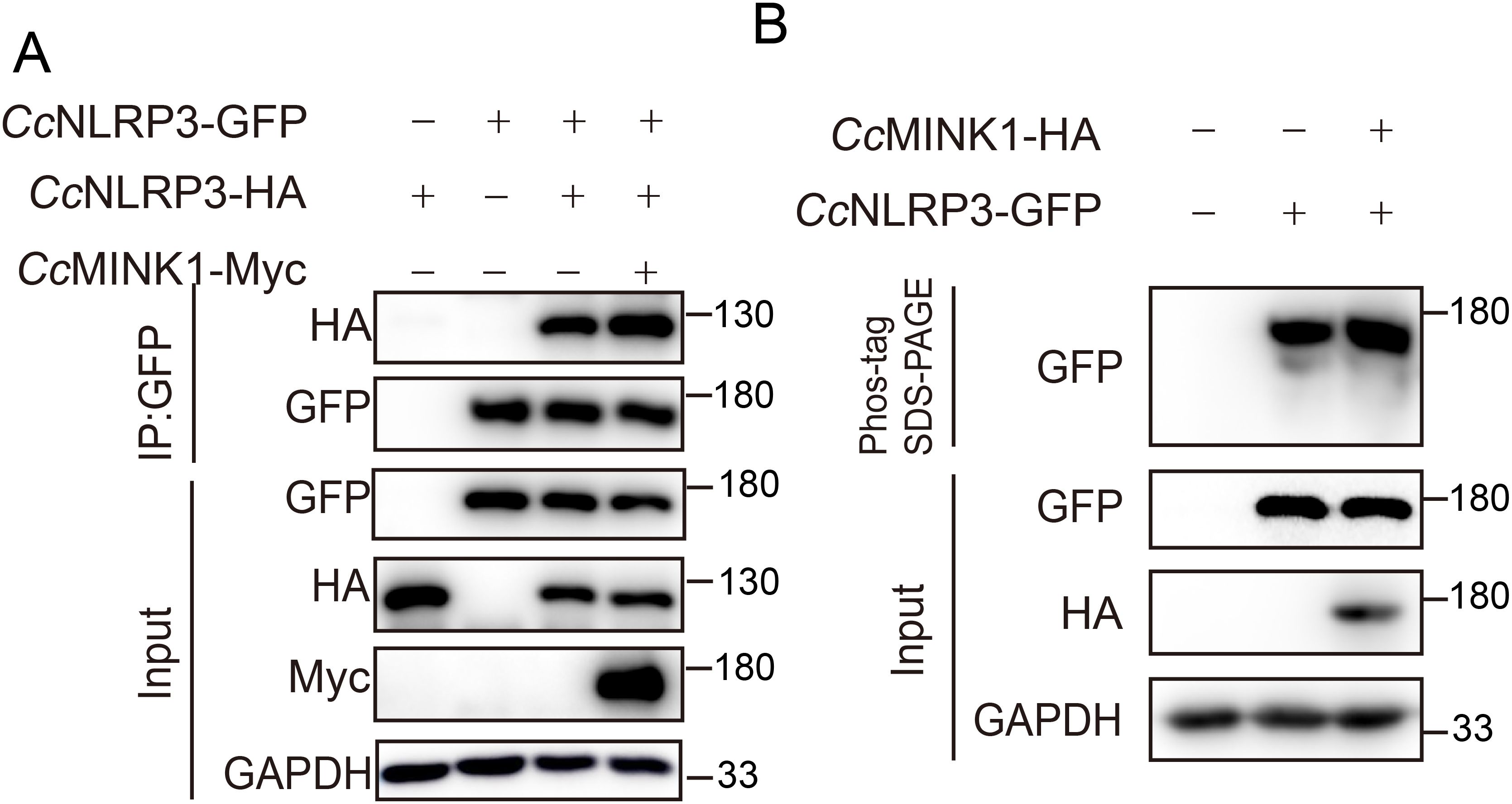 Panels A and B show immunoblot analyses. Panel A presents results for immunoprecipitation (IP) with GFP and input controls, displaying bands for HA, GFP, Myc, and GAPDH. Panel B shows SDS-PAGE results with CcNLRP3-GFP and controls, displaying bands for GFP, HA, and GAPDH, all marked with molecular weights.