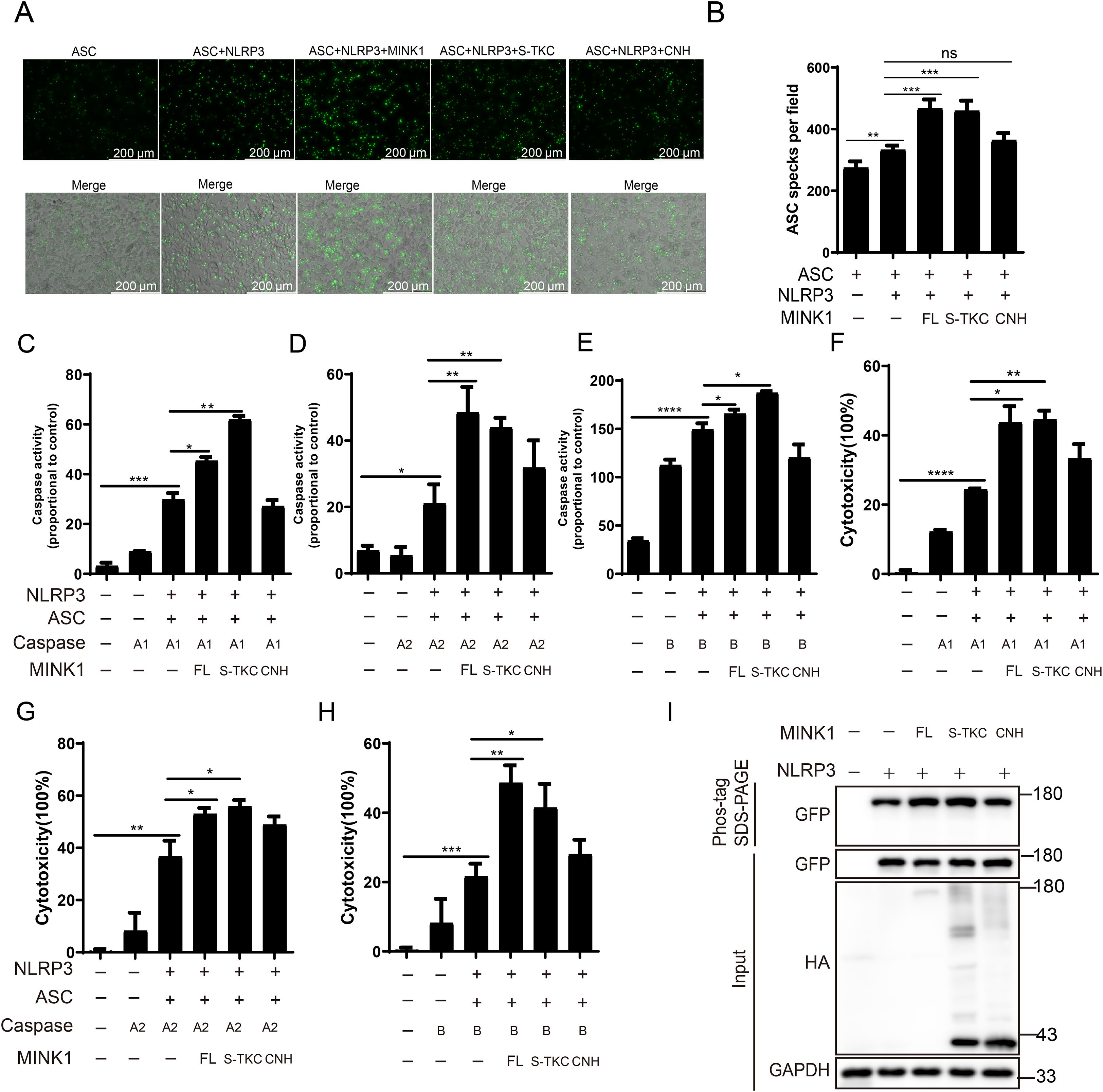 Fluorescent microscopy images and graphs show ASC speck formation and caspase activity under varying conditions involving NLRP3 and MINK1. Panel A displays fluorescent images with ASC specks in cells. Panel B is a bar graph quantifying ASC specks per field. Panels C to E show bar graphs comparing caspase activity. Panels F to H display bar graphs of cytotoxicity percentages. Panel I contains western blot results indicating protein expression with markers such as MINK1, GFP, HA, and GAPDH, under different treatment conditions. Statistical significance is marked with asterisks.