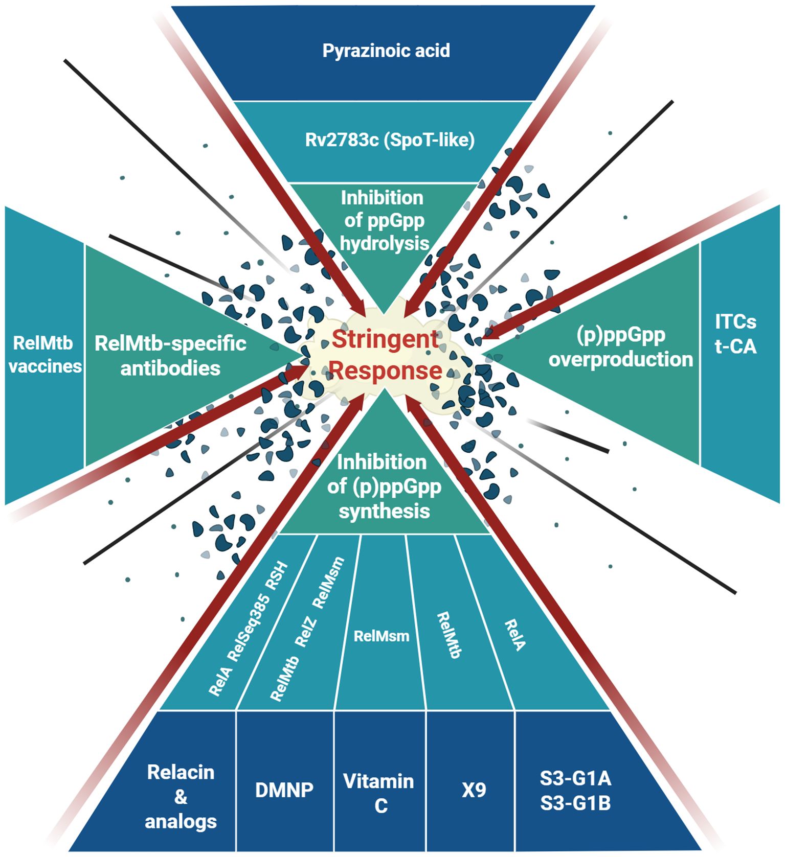 Diagram illustrating ways of perturbing the stringent response. In the center is