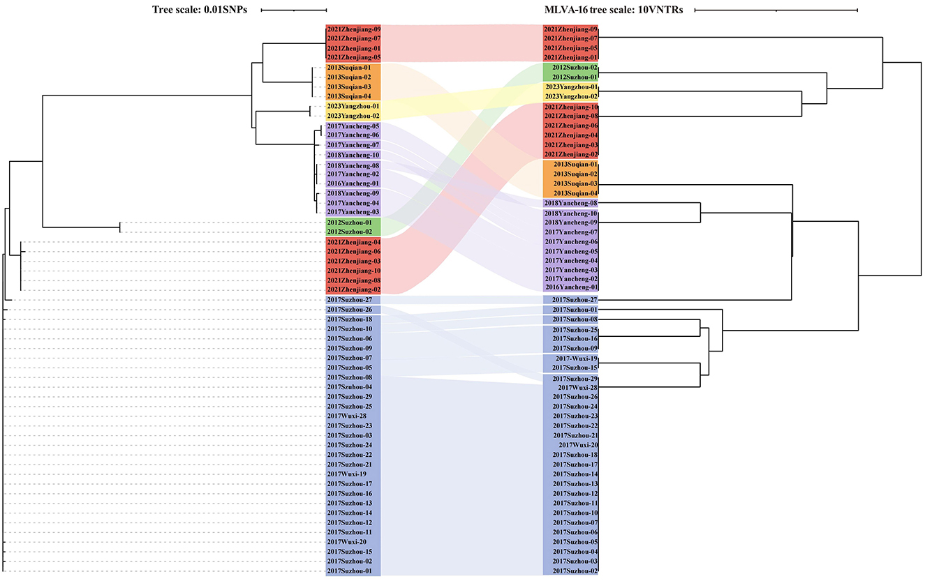 Phylogenetic tree diagram with two main sections, displaying relationships among various samples. The left section uses SNP data with a tree scale of 0.01 SNPs. The right section uses MLVA-16 data with a tree scale of 10 VNTRs. Colored bands connect corresponding samples across both sections, illustrating genetic linkages. Samples are labeled by year and location.