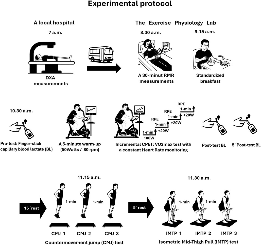 Experimental protocol flowchart depicting a series of scheduled activities. Starting at 7 a.m. with DXA measurements at a hospital, followed by travel to an exercise physiology lab. At 8:30 a.m., a 30-minute RMR measurement is conducted, followed by a standardized breakfast at 9:15 a.m. At 10:30 a.m., a pre-test for blood lactate is taken, followed by a 5-minute warm-up on a stationary bike. An incremental CPET VO2 max test with heart rate monitoring follows, with post-test blood lactate checks. Activities conclude with countermovement jumps and isometric mid-thigh pull tests.