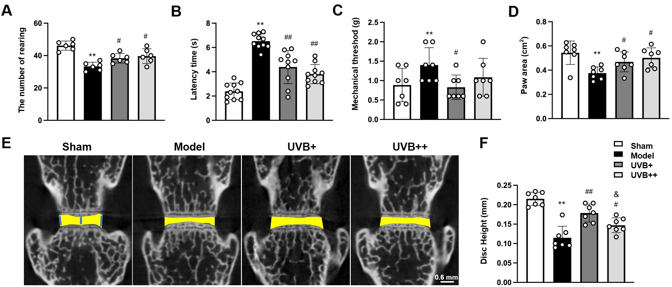 Bar charts and MRI images with four experimental conditions: Sham, Model, UVB+, and UVB++. Graphs A to D show metrics such as rearing number, latency time, mechanical threshold, and paw area. MRI images in E display spinal structure under each condition, and chart F shows disc height comparisons. Data indicates significant differences, marked with symbols like ** and #, indicating statistical variations among groups.