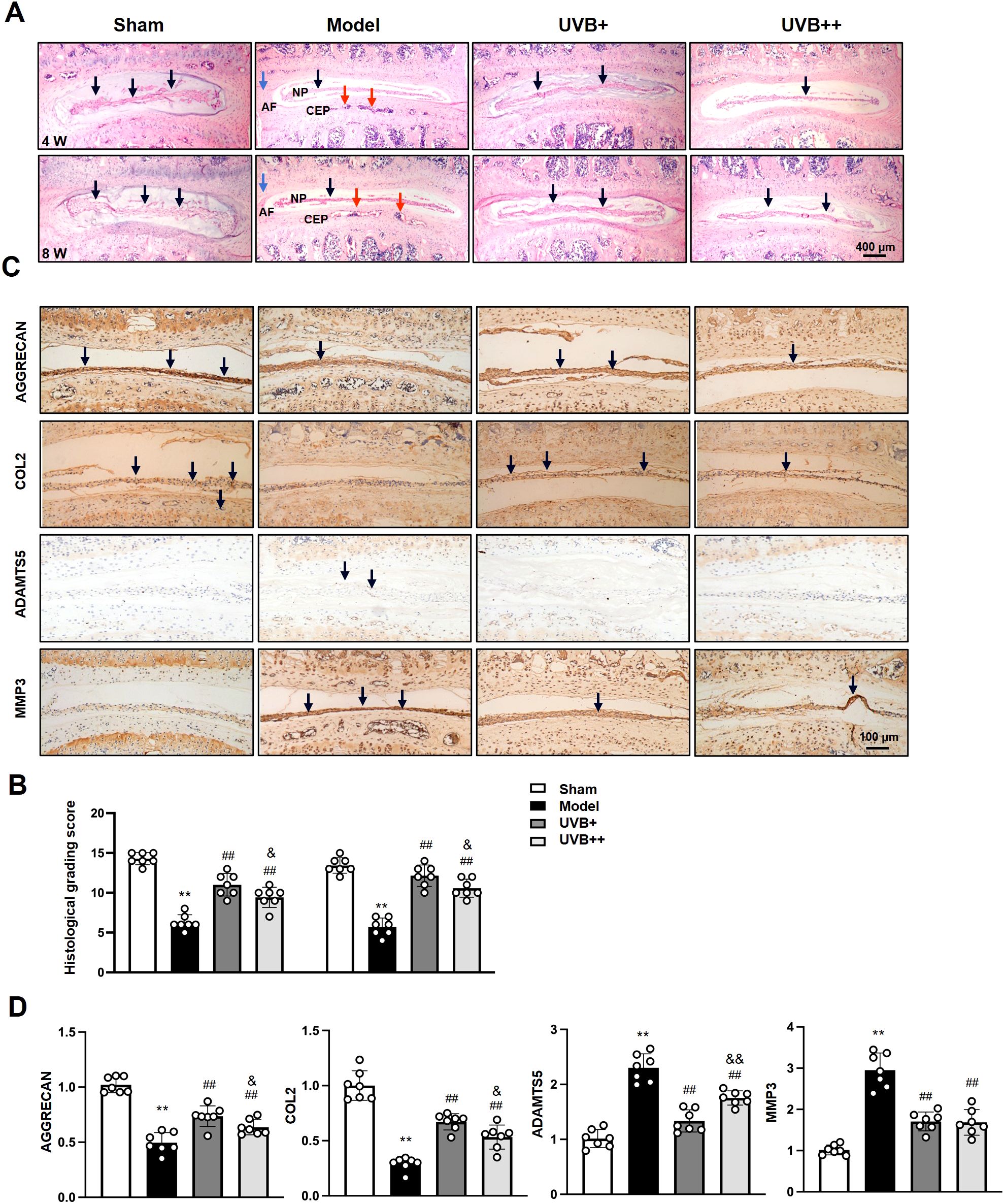 Histological and bar chart analysis showing effects of UVB exposure. Panel A shows histological sections of Sham, Model, UVB+, and UVB++ groups at 4 and 8 weeks, highlighting anatomical structures. Panel C displays immunohistochemical staining for AGGRECAN, COL2, ADAMTS5, and MMP3, with darker areas indicating protein presence. Panels B and D present bar charts comparing histological grading scores and protein expression levels across different groups, using specific color coding and statistical markers.