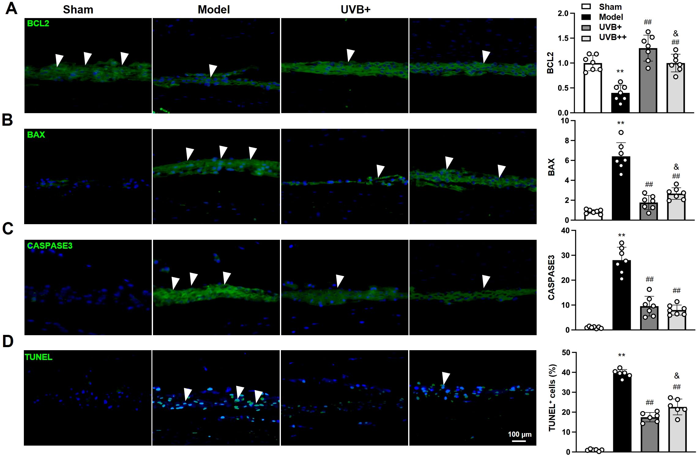 Fluorescent microscopy images and bar graphs of skin tissue sections show expression of proteins BCL2, BAX, CASPASE3, and TUNEL staining in Sham, Model, UVB+, and UVB++ groups. Green fluorescence indicates protein presence; blue is the nucleus. White arrowheads highlight areas of interest. Bar graphs quantify protein levels across groups, displaying varying expression patterns.