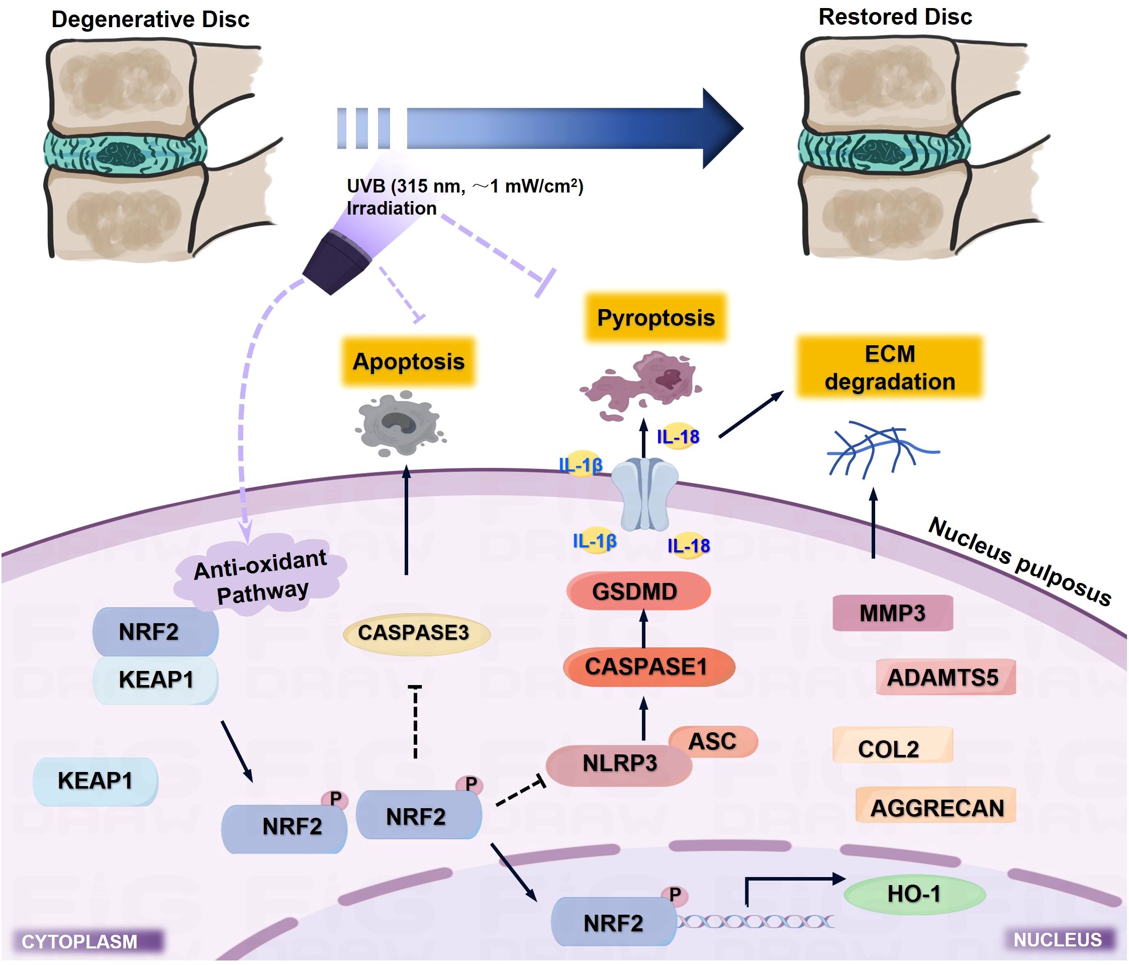 Diagram showing the effects of UVB irradiation on intervertebral disc degeneration and restoration. It illustrates cellular processes including apoptosis, pyroptosis, ECM degradation, and antioxidant pathways. Elements like NRF2, CASPASE3, and NLRP3 are involved. The left side shows a degenerative disc and the right side a restored disc, highlighting a pathway influenced by UVB that transitions from degeneration to potential restoration.