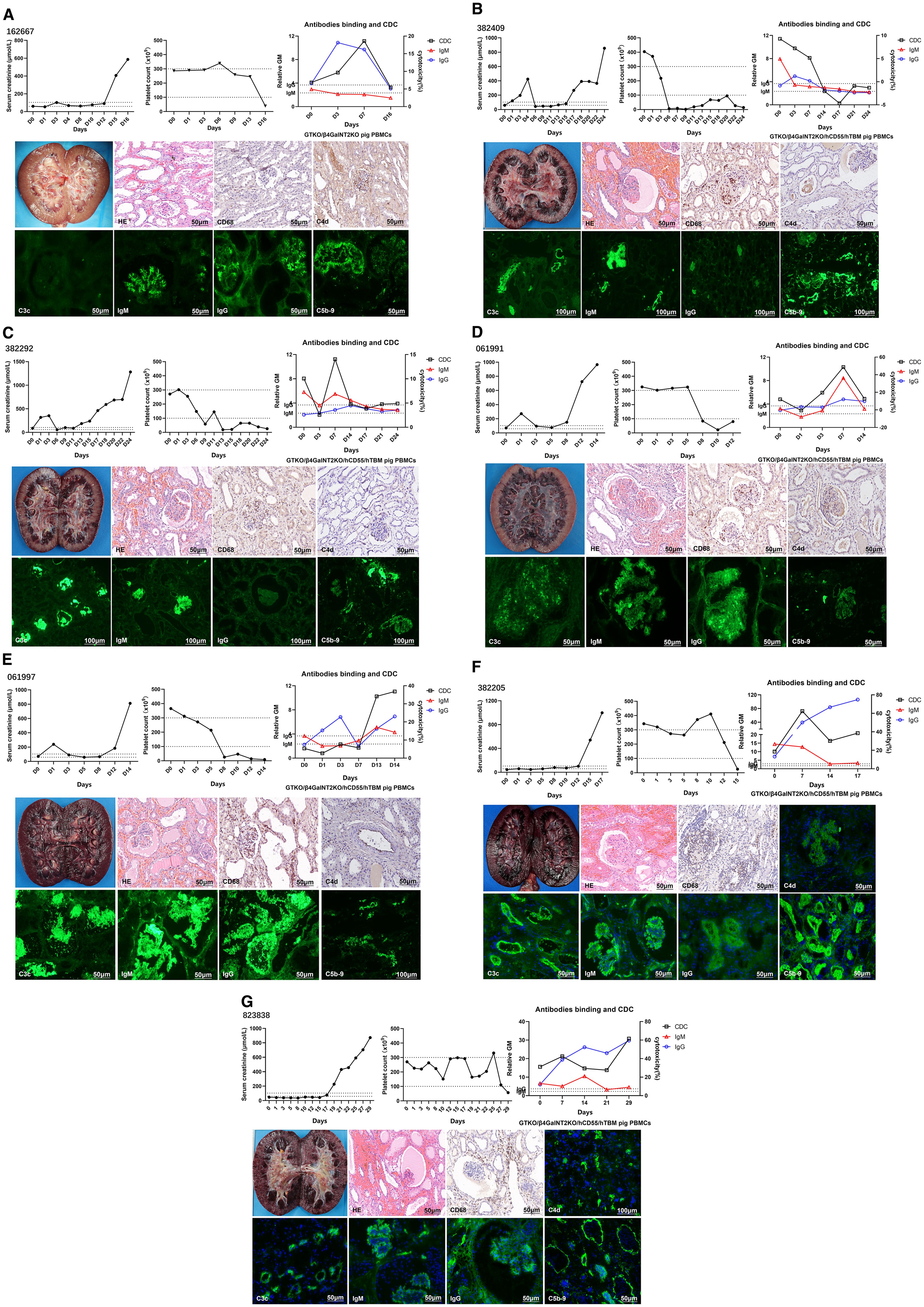 Seven panels labeled A to G display various scientific data. Each panel includes three line graphs showing different metrics over a period of days, such as antibody binding and CDC. Below the graphs, microscopic images depict tissue samples stained with different markers, like IgM, IgG, and others, with scales ranging from 50 to 100 micrometers. Designated images highlight structures within kidney tissues, with visible fluorescence indicating different protein expressions. Each panel showcases different experimental data from different samples.