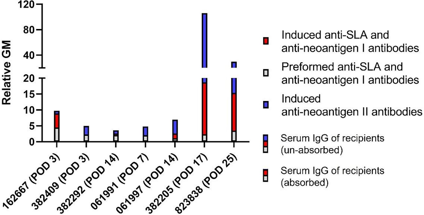 Bar graph depicting the relative GM of different antibody types on various post-operative days (POD). Colors indicate types: red for induced anti-SLA and anti-neoantigen I, light gray for preformed anti-SLA and anti-neoantigen I, blue for induced anti-neoantigen II. Blue bars indicate serum IgG of recipients (un-absorbed), while red bars indicate absorbed serum IgG. Antibody levels vary across PODs, with notable increases on POD 17 and POD 25.
