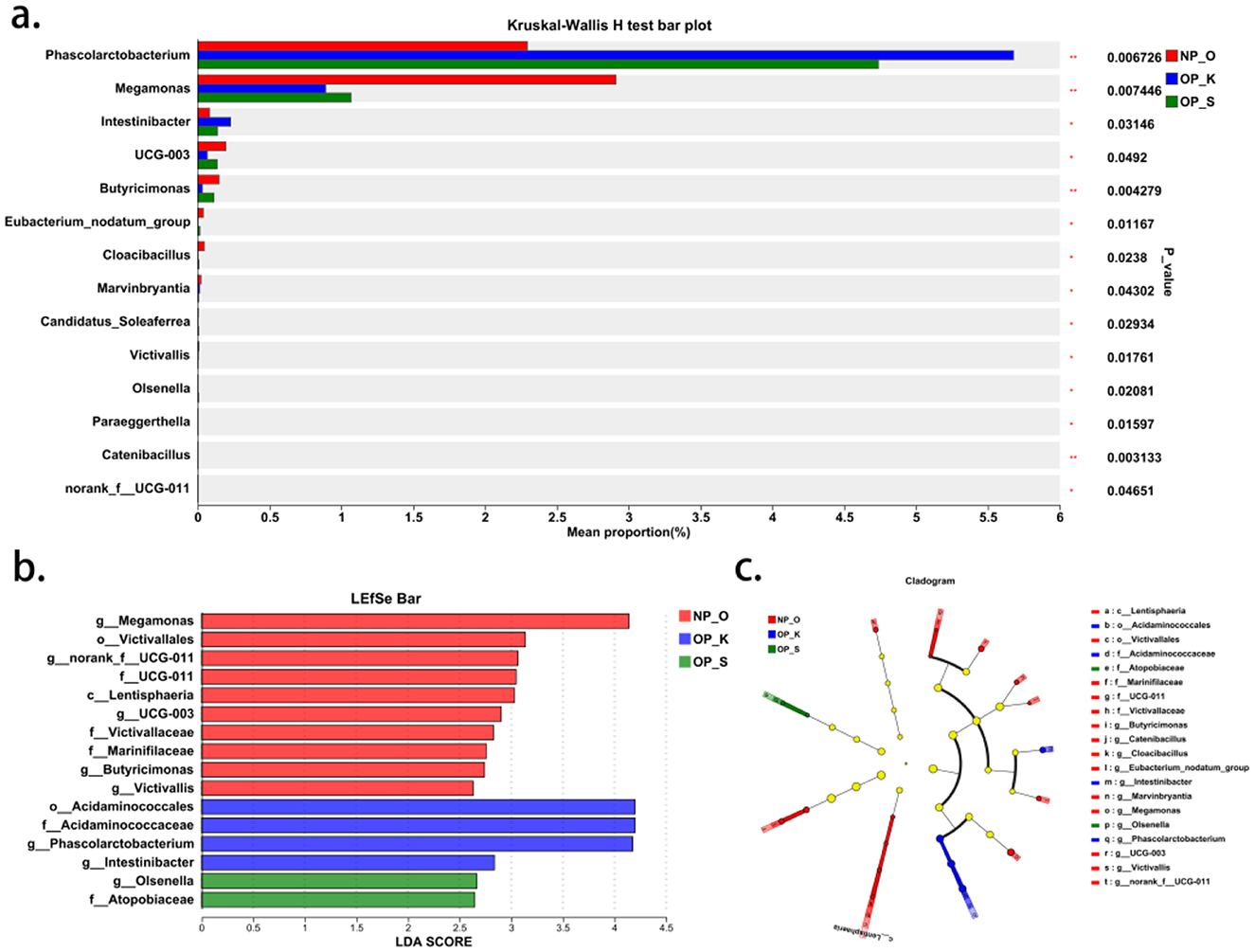 Three-part data visualization includes: a) Kruskal-Wallis H test bar plot showing mean proportion percentages of different microbial genera, with Phascolarctobacterium having the highest value. b) LEfSe bar chart displaying LDA scores for various microbial taxa, highlighting significant differences among groups NP_O, OP_K, and OP_S. c) Cladogram illustrating taxonomic relationships, color-coded by group, showing distinct clusters for each group.