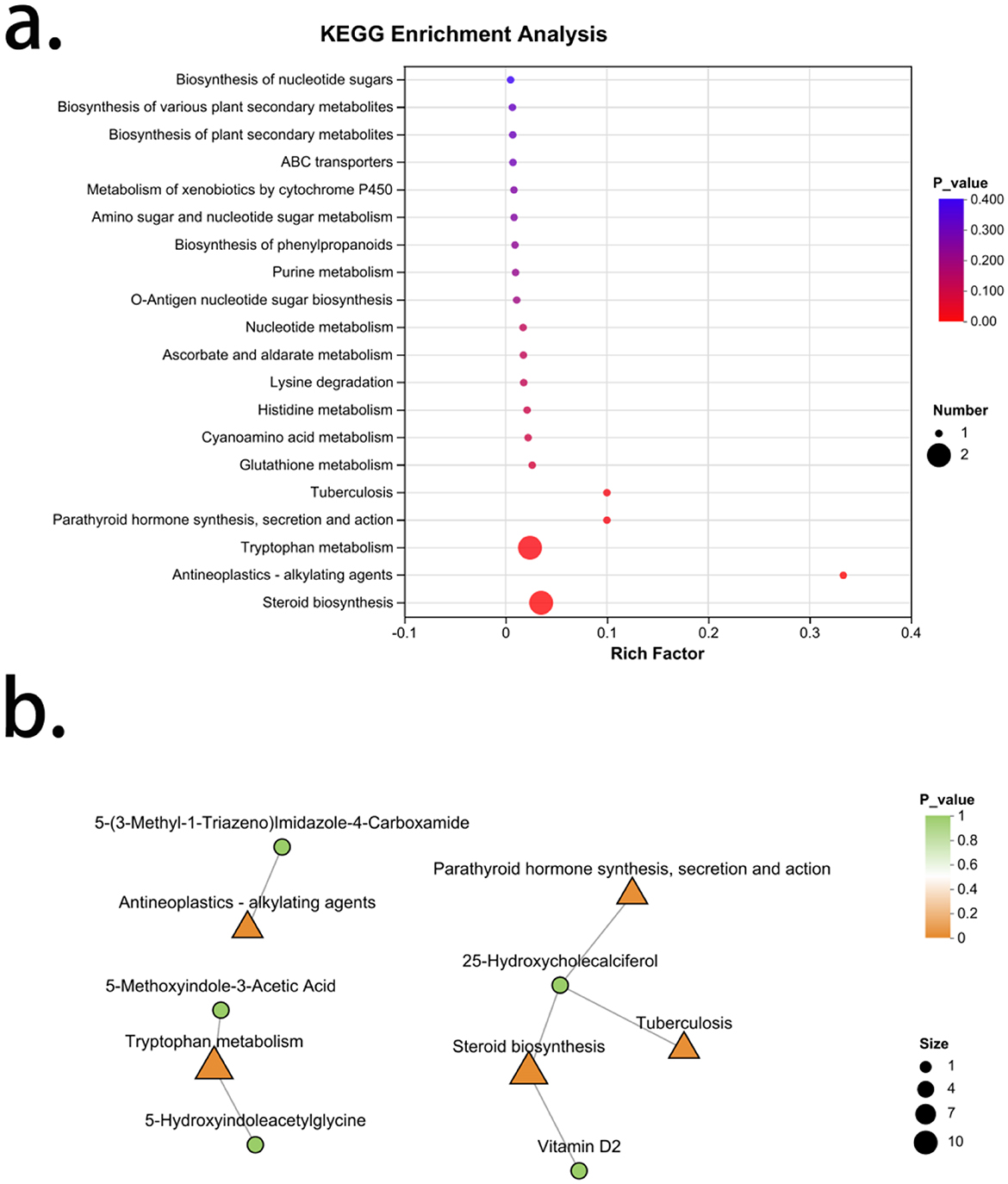 KEGG enrichment analysis visualization consists of two parts. Panel (a) is a dot plot showing various metabolic processes on the y-axis and their rich factors on the x-axis. Dot size indicates the number of genes, and color represents the P-value. Processes like steroid biosynthesis have high rich factors and low P-values. Panel (b) is a network diagram linking biochemical compounds and processes. Green to orange nodes represent P-values, while varying node sizes indicate the number of connections. Processes like steroid biosynthesis and tryptophan metabolism are centrally connected, highlighting their significance in the analysis.