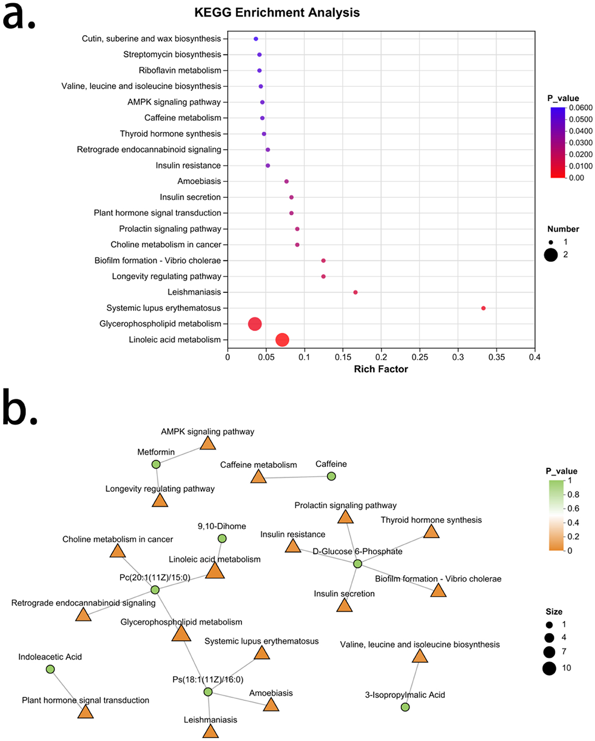 Scatter plot (a) depicts KEGG enrichment analysis with pathways on the y-axis and rich factor on the x-axis. Dot size and color represent the number of differentially expressed genes and p-value significance, respectively. Network diagram (b) illustrates relationships between pathways with nodes colored by p-value and sized by the number of genes involved.