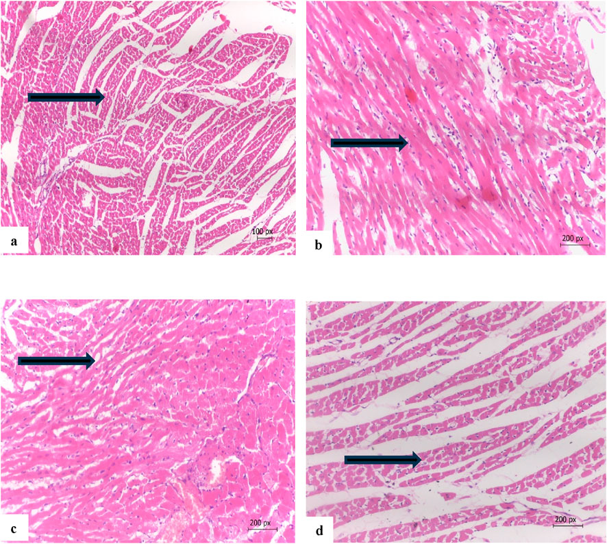 Four-panel microscopic images of cardiac muscle tissue stained pink, each showing different levels of magnification and muscle fiber alignment. Panels a and d show more structured striations, while b and c display less distinct organization with some cellular detail. Each panel includes a black arrow indicating fiber direction. Scale bars indicate sizes of either one hundred or two hundred pixels.