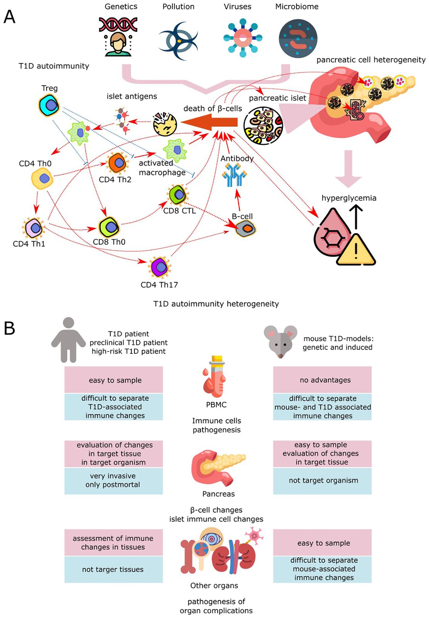 Diagram of Type 1 Diabetes (T1D) pathogenesis and research challenges. Part A illustrates T1D autoimmunity influenced by genetics, pollution, viruses, and microbiome, leading to pancreatic islet damage and b-cell death, causing hyperglycemia. Involved immune cells include Tregs, CD4 Th0, Th1, Th2, Th17, CD8 Th0, and activated macrophages. Part B compares human and mouse models, highlighting issues like sample acquisition, immune changes, and pathogenesis evaluation.