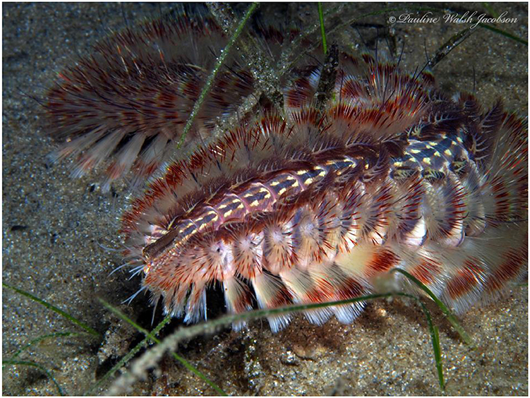 Colorful marine bristle worm, adorned with feathery bristles in shades of red, brown, and white, against a sandy and grassy seabed.