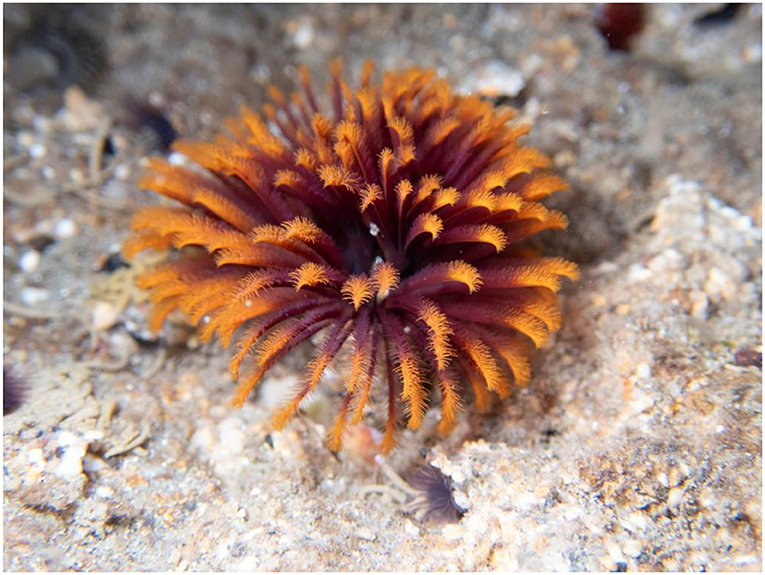 Underwater image of a feather duster worm with a vibrant fan-like crown. The crown displays striking orange and deep purple hues, set against a sandy ocean floor.