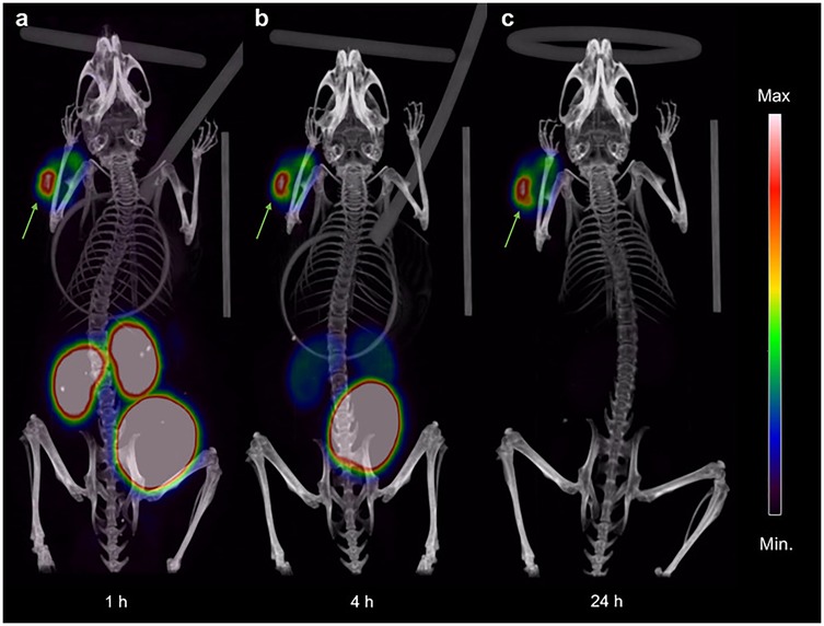 X-ray images of a small animal over three time points: 1 hour, 4 hours, and 24 hours post-injection. Each shows different levels of tracer uptake using color mapping. The scale on the right indicates intensity, from minimum (blue) to maximum (red).
