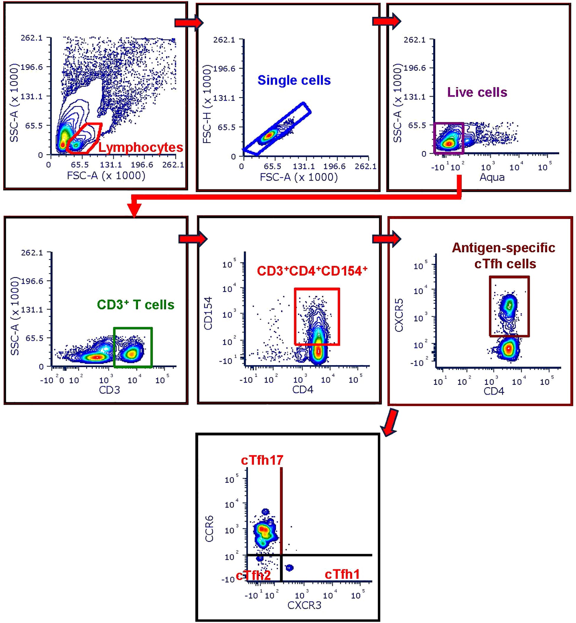 Flow-cytometry Gating strategy for identifying cTfh subsets within CD154-enriched CD4+ T cells. Sequential gating on CD3+, CD4+, and CD154+ cells identified antigen-specific T cells. cTfh cells were then defined as CXCR5+ cells, and further classified into CXCR3/CCR6-defined subsets: cTfh1 (CXCR3+CCR6-), cTfh2 (CXCR3-CCR6-), and cTfh17 (CXCR3-CCR6+).