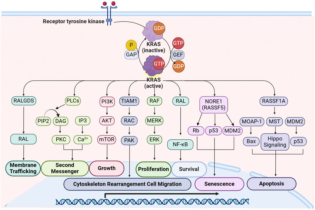 Diagram illustrating the KRAS signaling pathway initiated by receptor tyrosine kinases. In its inactive GDP-bound state, KRAS is converted to the active GTP-bound form, which engages multiple downstream effectors. These include RALGDS for membrane trafficking, PLCs for the generation of second messengers, PI3K for cell growth, TIAM1 for cytoskeletal rearrangement and migration, RAF for proliferation, RAL for survival, NORE1 for senescence, and RASSF1A for apoptosis.