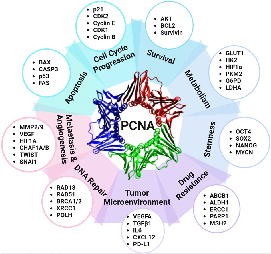 Schematic diagram illustrating the multifaceted roles of PCNA in diverse cellular processes. The central image depicts the trimeric structure of PCNA in a red, blue, and green ring motif, surrounded by functional modules labeled Cell Cycle Progression, Survival, Metabolism, Stemness, Drug Resistance, Tumor Microenvironment, DNA Repair, Metastasis & Angiogenesis, and Apoptosis. Each module highlights representative interacting proteins or regulatory factors, including p21, AKT, GLUT1, OCT4, ABCB1, VEGFA, RAD18, MMP2/9, and BAX.