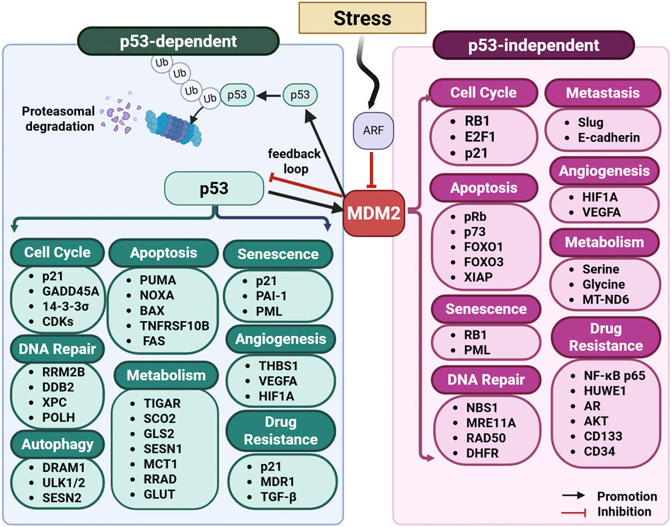 Diagram illustrating MDM2-mediated p53-dependent and p53-independent pathways and their roles in diverse cellular processes. The left panel illustrates p53-dependent mechanisms that regulate the cell cycle, apoptosis, senescence, and drug resistance. The right panel highlights p53-independent pathways influencing cell cycle, apoptosis, senescence, DNA repair, metastasis, angiogenesis, metabolism, and drug resistance. Arrows indicate stimulatory or inhibitory interactions, emphasizing MDM2's central role in integrating stress responses and cellular homeostasis.