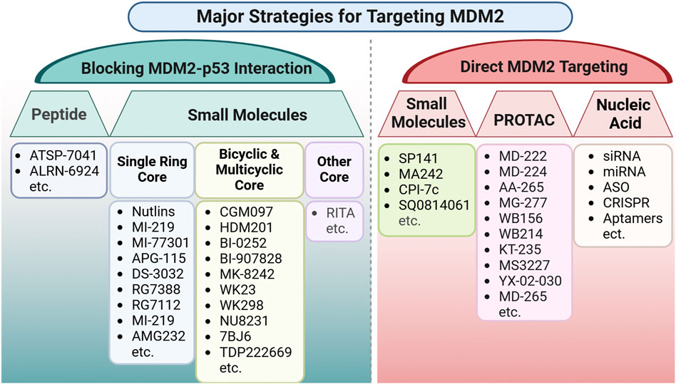 Diagram illustrating strategies for targeting MDM2, including blocking the MDM2–p53 interaction and direct MDM2 targeting. The blocking approach encompasses peptides (e.g., ATSP-7041), small molecules with single-ring (e.g., Nutlins), bicyclic or multicyclic cores (e.g., CGM097), and other agents such as RITA. Direct targeting strategies include small molecules (e.g., SP141), PROTACs (e.g., MD-222), and nucleic acid–based approaches, including siRNA and CRISPR.