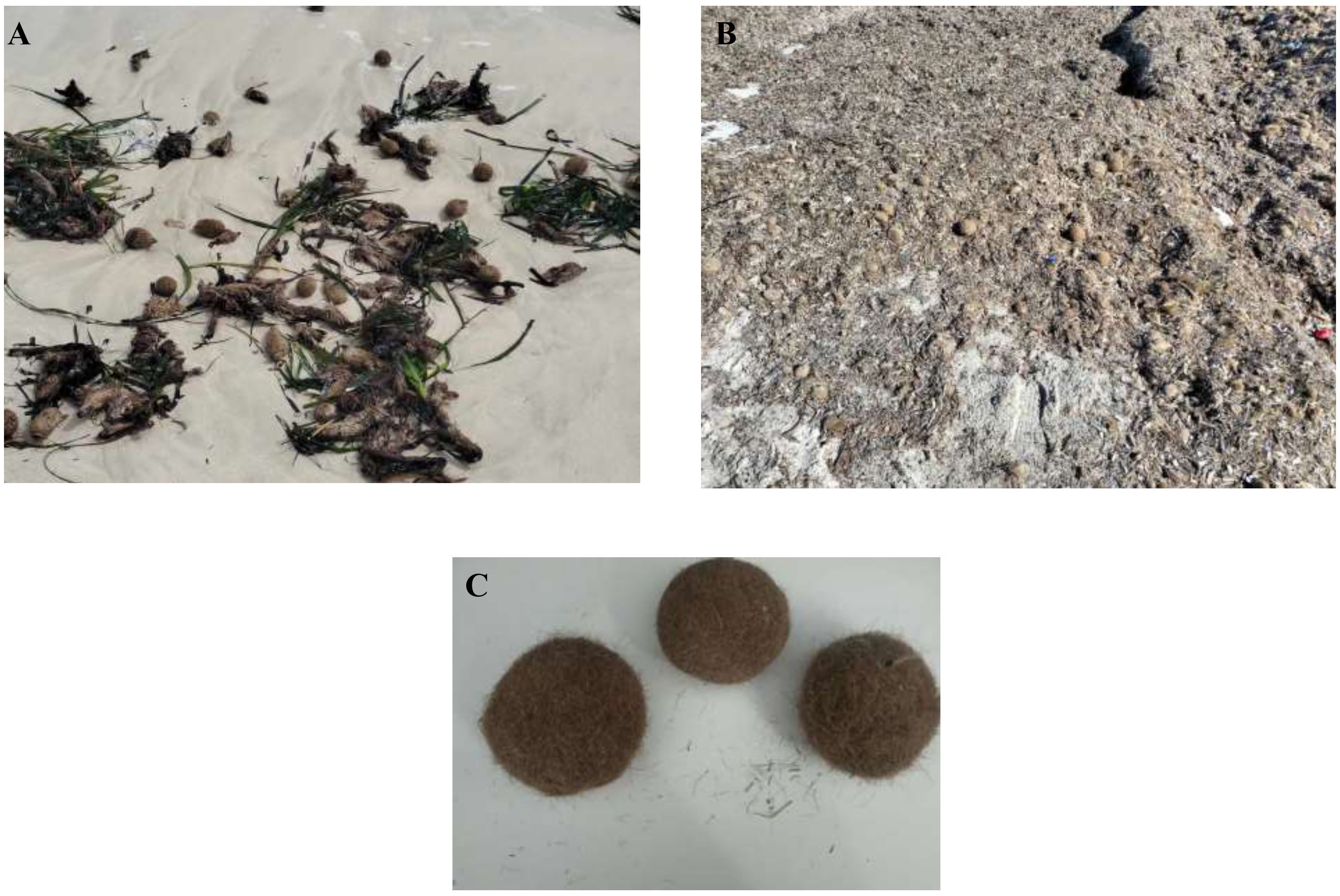 Panel A shows a sandy beach with scattered seaweed and fibrous balls. Panel B depicts a strandline with numerous small fibrous balls mixed with debris. Panel C displays three close-up fibrous balls on a flat surface.