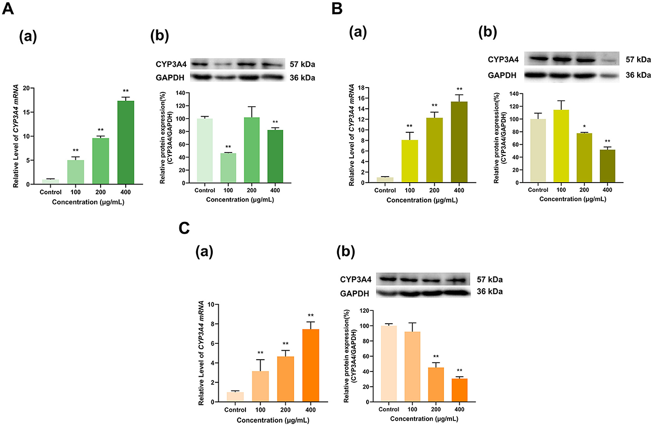 Graphs show the effect of varying concentrations on CYP3A4 expression in three panels (A, B, C). Each panel has graphs (a) and (b). Graphs (a) depict relative levels of CYP3A4 mRNA, with increases across concentrations (100-400 μg/mL). Graphs (b) show protein expression with western blot images of CYP3A4 and GAPDH. Panel A shows green bars, Panel B shows yellow bars, and Panel C shows orange bars, with significance indicated by asterisks.