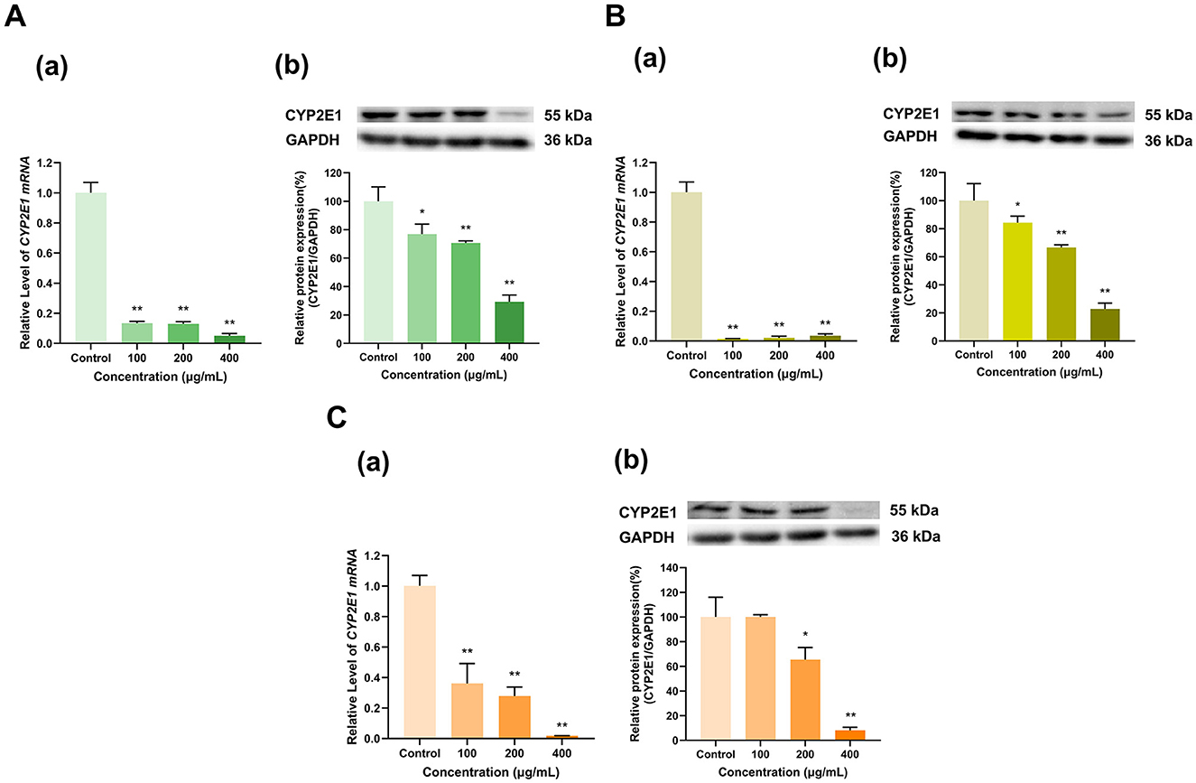 Panels A, B, and C depict bar graphs and Western blots showing the effects of varying concentrations (0, 100, 200, 400 micrograms per milliliter) on CYP2E1 mRNA and protein expression. Panel A shows a decrease in expression with increasing concentration. Panel B shows a similar trend. Panel C also reflects reduced expression levels. Significance levels are indicated by asterisks. Western blot images display bands for CYP2E1 and GAPDH, with molecular weights of 55 and 36 kilodaltons, respectively.