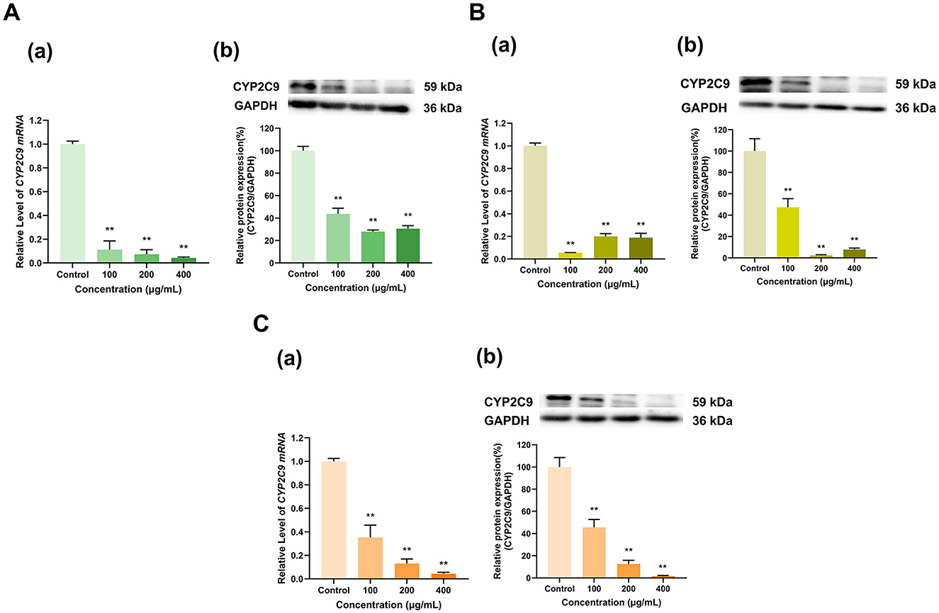 Chart sets A, B, and C display bar graphs and Western blot images. Graphs (a) show the dose-dependent decrease in CYP2C9 mRNA levels from control to 400 μg/mL. Graphs (b) depict reduced CYP2C9 protein expression, confirmed by Western blots showing CYP2C9 at 59 kDa and GAPDH at 36 kDa. Statistical significance is marked with asterisks.