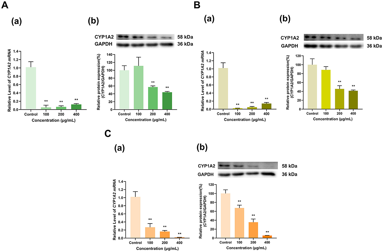 Bar graphs and Western blot images depict the effects of varying concentrations (control, 100, 200, 400 micrograms/milliliter) on CYP1A2 mRNA levels and protein expression in three panels (A, B, C). Graph (a) shows relative CYP1A2 mRNA levels decreasing significantly with increasing concentration in all panels. Graph (b) displays corresponding protein expression, which also decreases significantly, evidenced by lighter bands in Western blots for higher concentrations. CYP1A2 (58 kDa) and GAPDH (36 kDa) are shown, used for normalization. Double asterisks indicate statistical significance (p < 0.01).